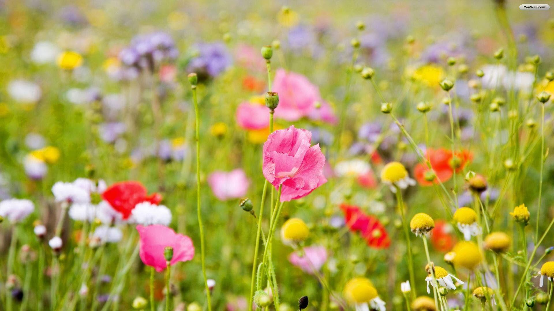 Dandelion Flower Desktop Wallpaper, Flowers Wallpaper, HD phone