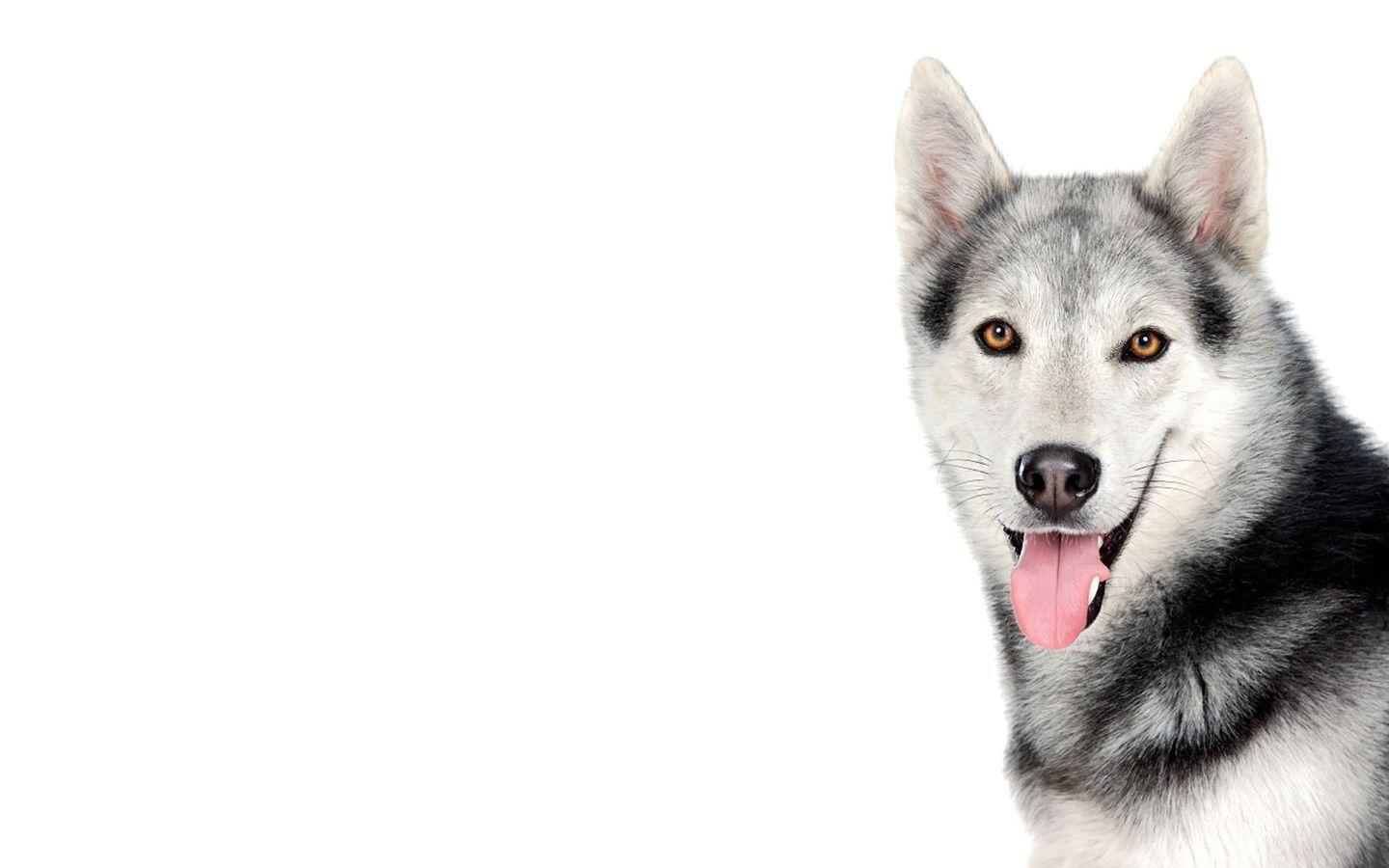 Huskies Dogs HD Wallpaper. Huskies Dog Desktop Image. Cool