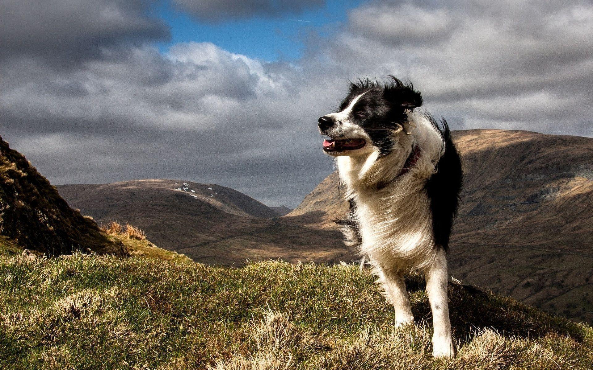 Border Collie Wallpapers - Wallpaper Cave