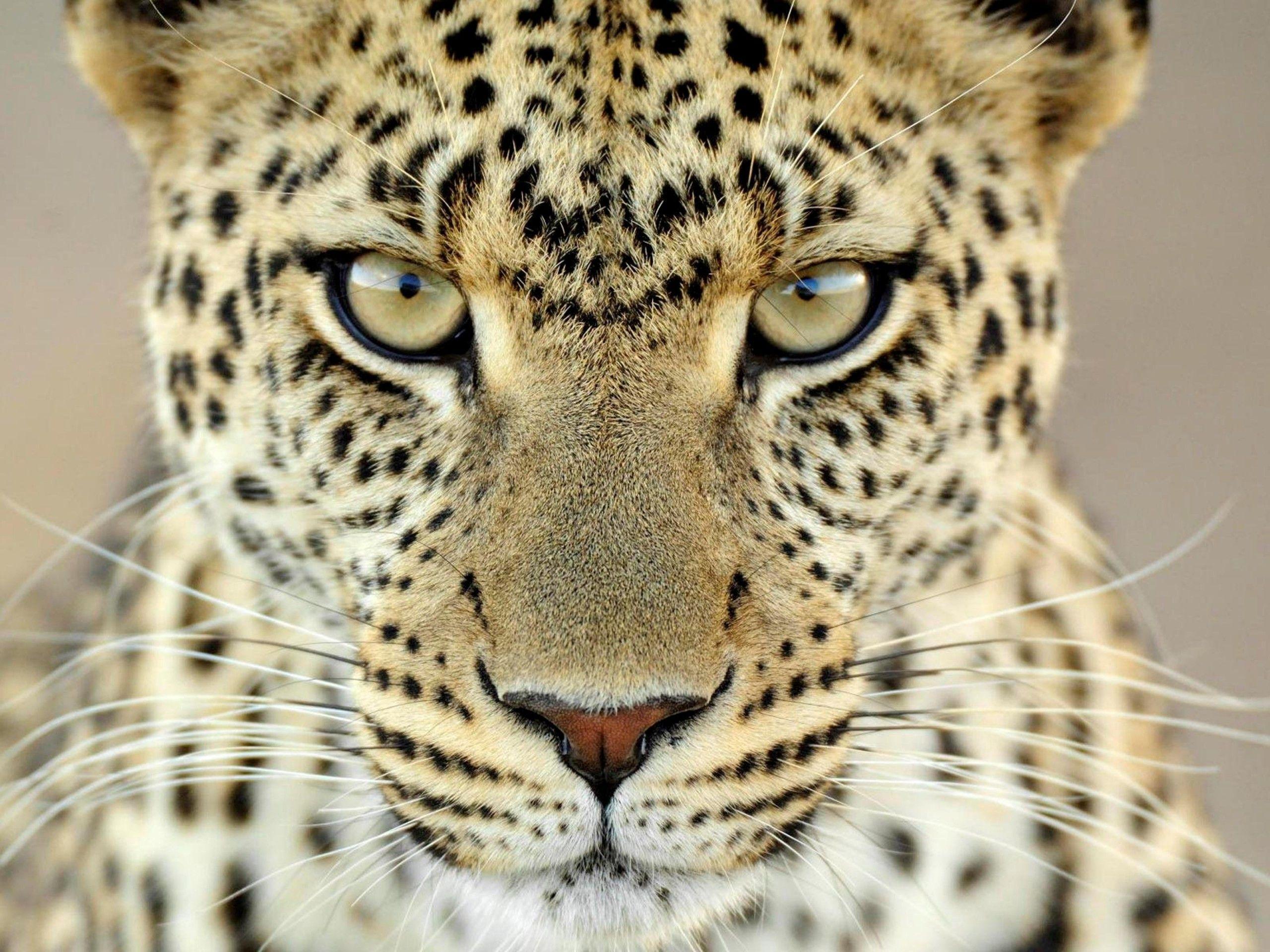 Cheetah Animal (id: 199294)