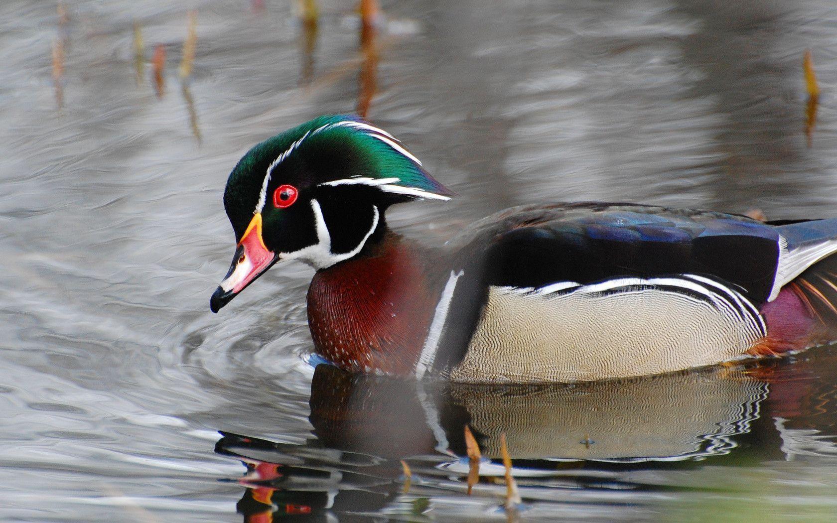 Suzanne Britton Nature Photography: Wood Duck