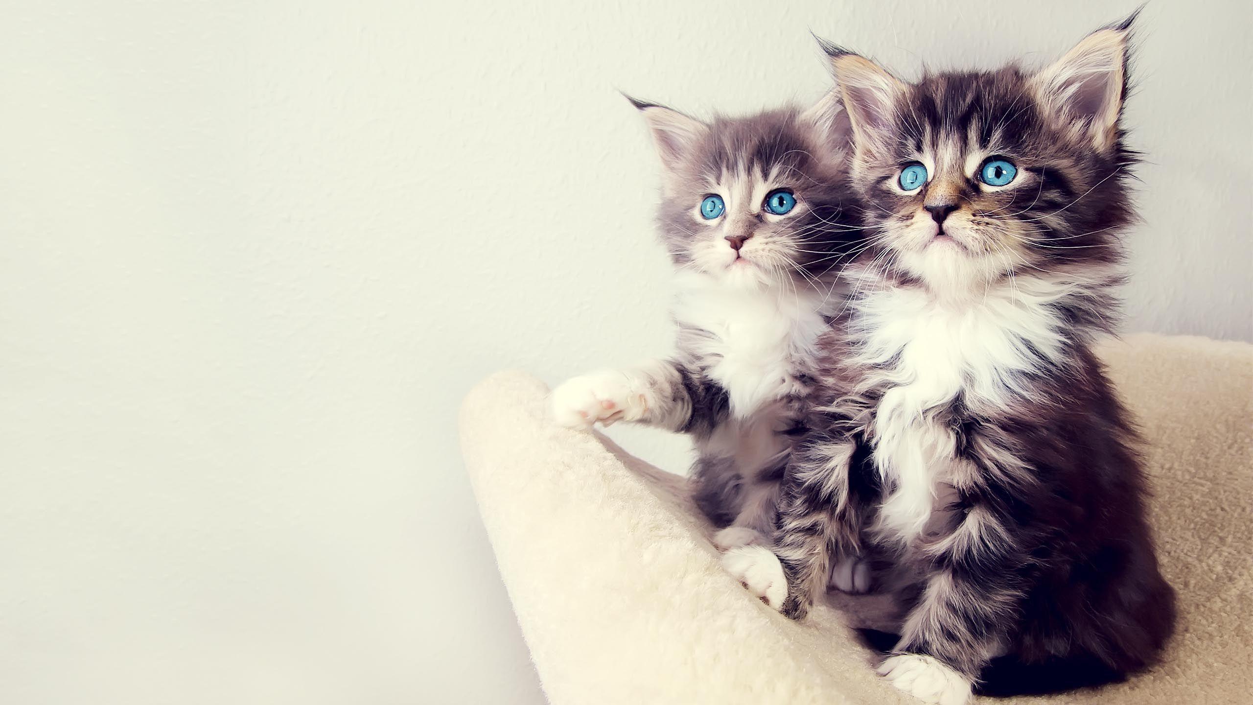 Cute Kitten Wallpaper HD