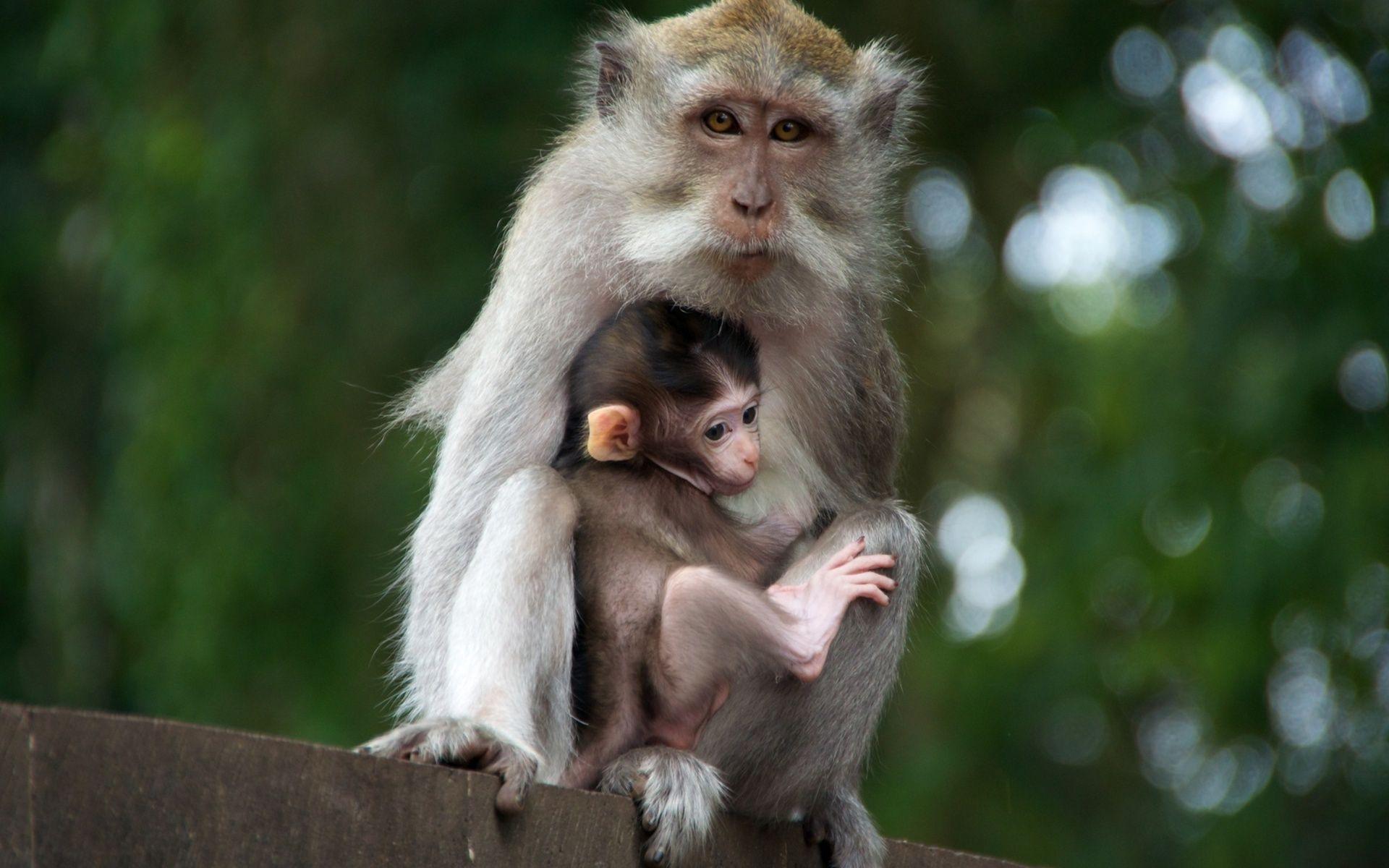 Monkey Monkey (id: 184559). WallPho