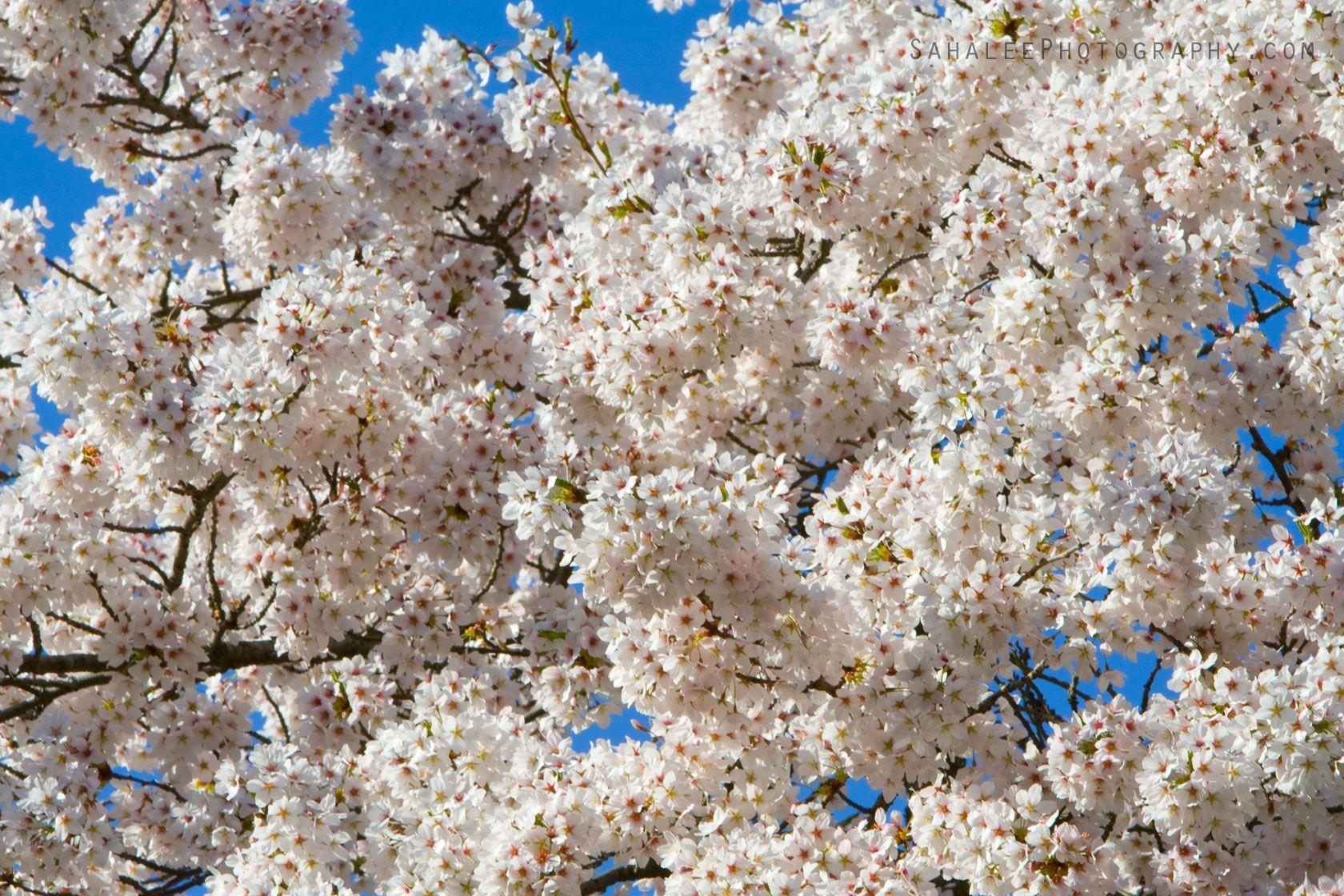 Spring Desktop Wallpaper HD Wallpaper