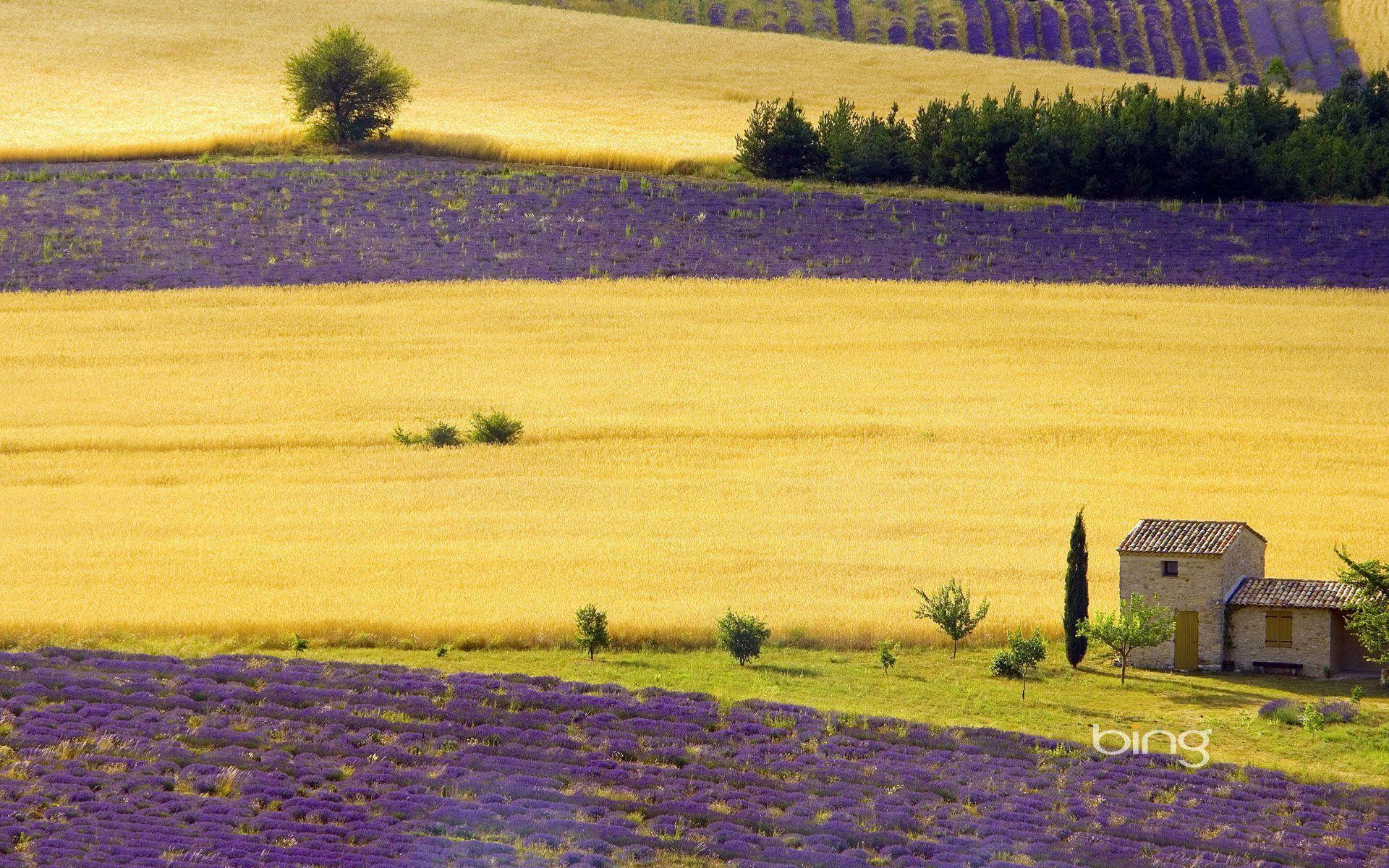 Lavender Fields Provence wallpaper
