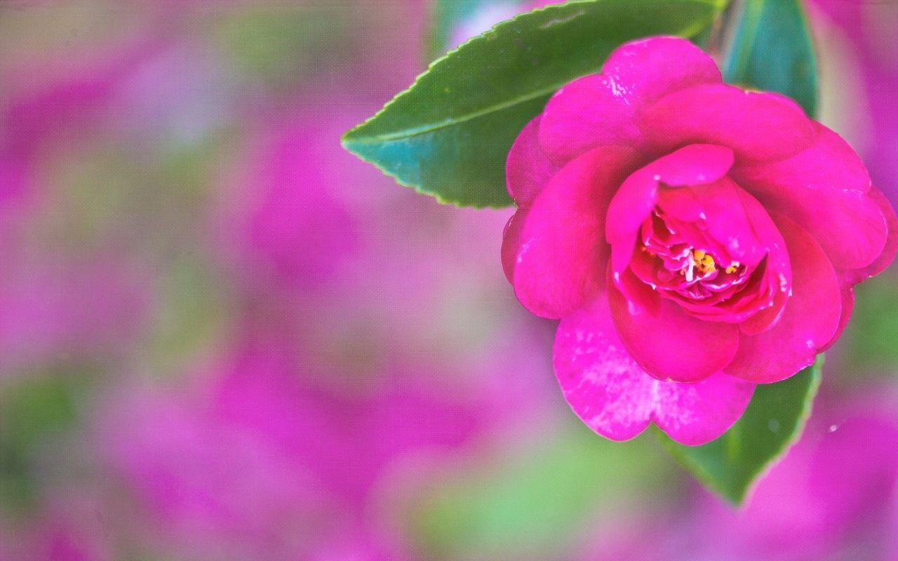 Pretty Pink Backgrounds  Wallpaper Cave