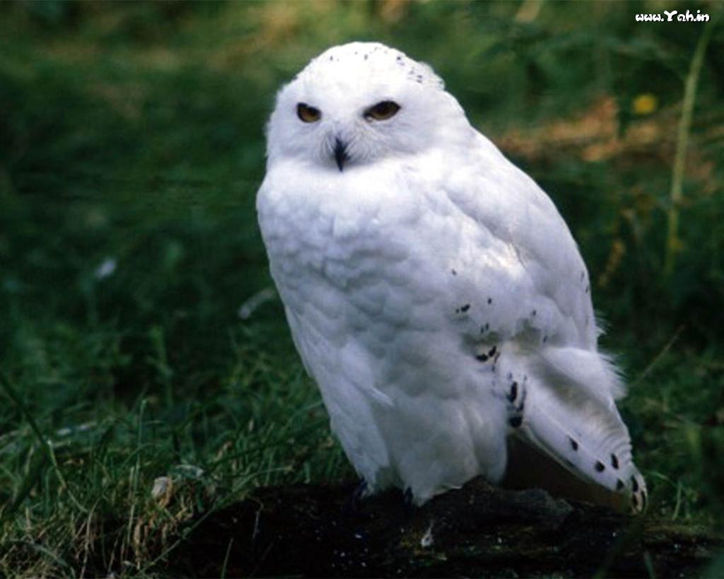 White Owls Wallpaper For Phones. Owls, White Owl, Owl, Wallpaper