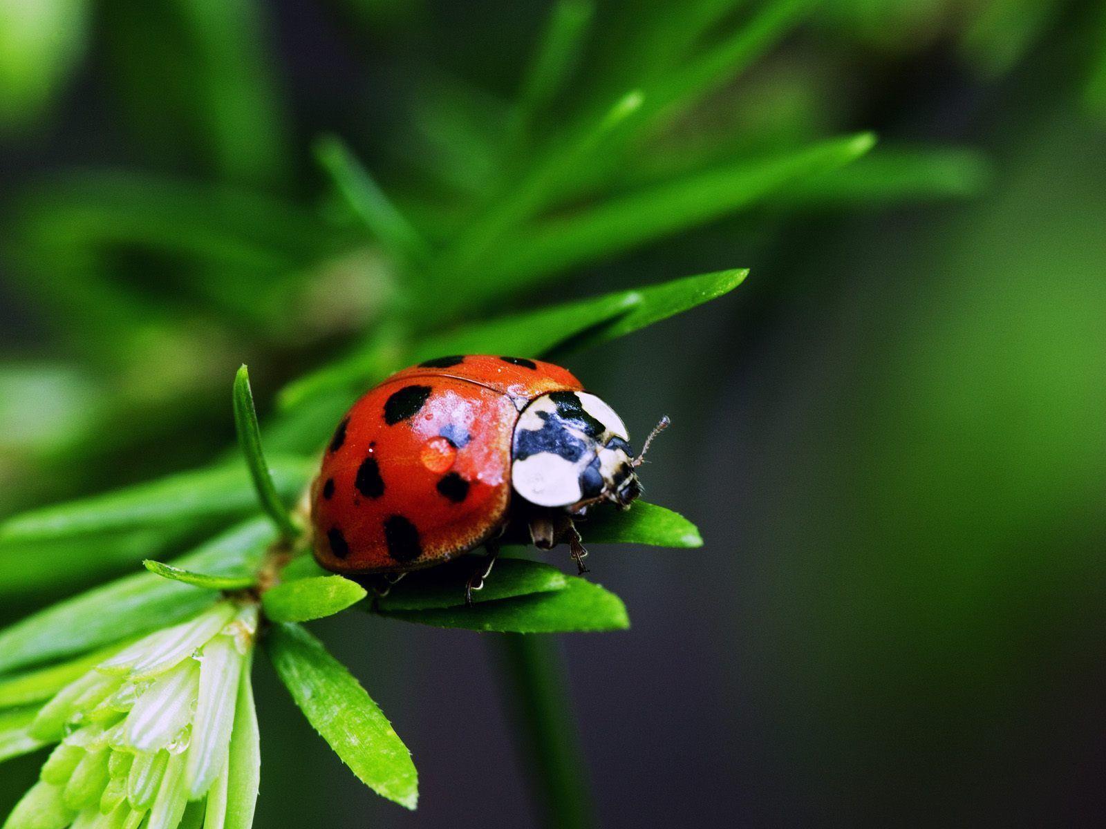 Ladybug Wallpaper