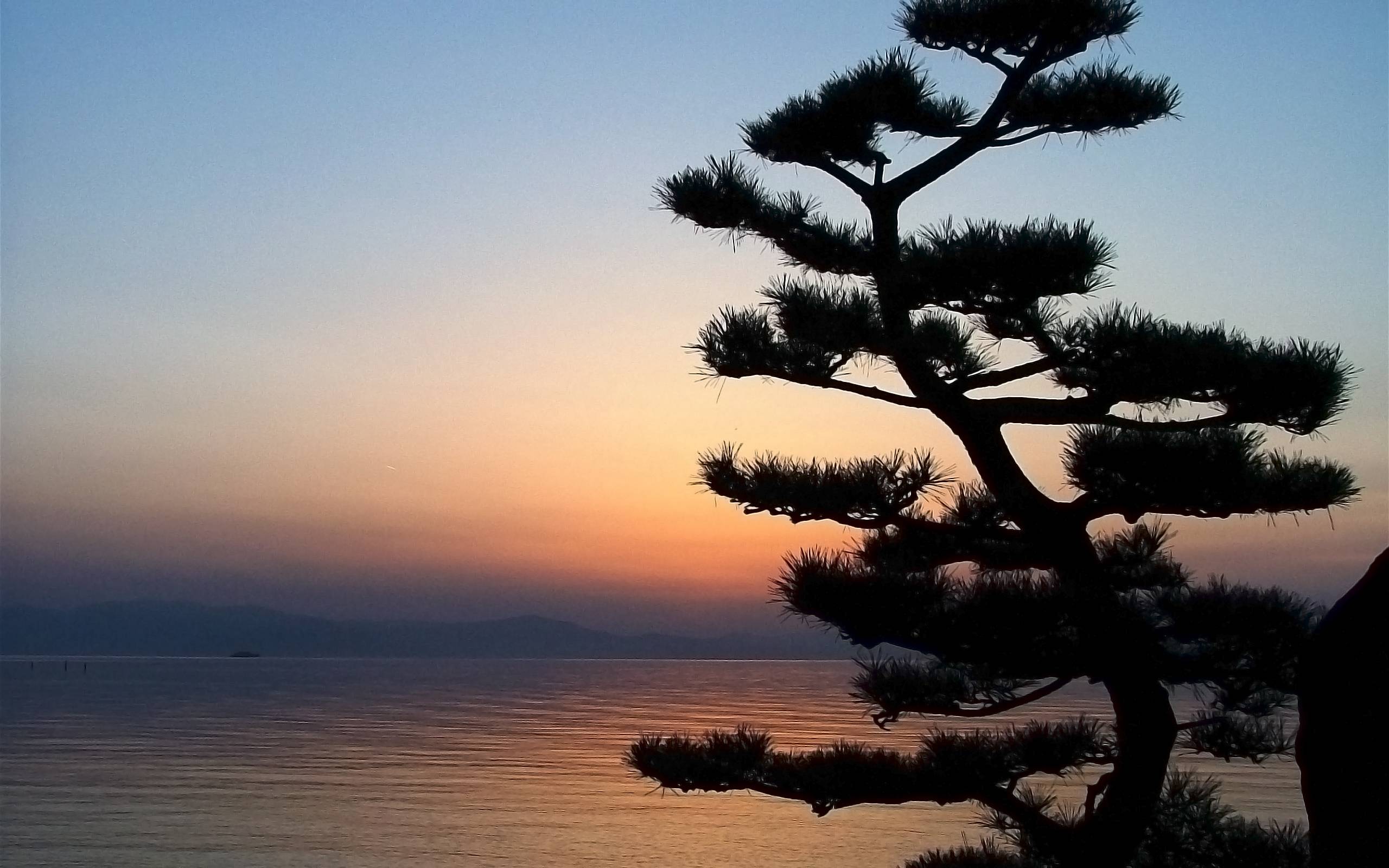 Nature Bonsai Tree in the Sunset widescreen wallpaper. Wide