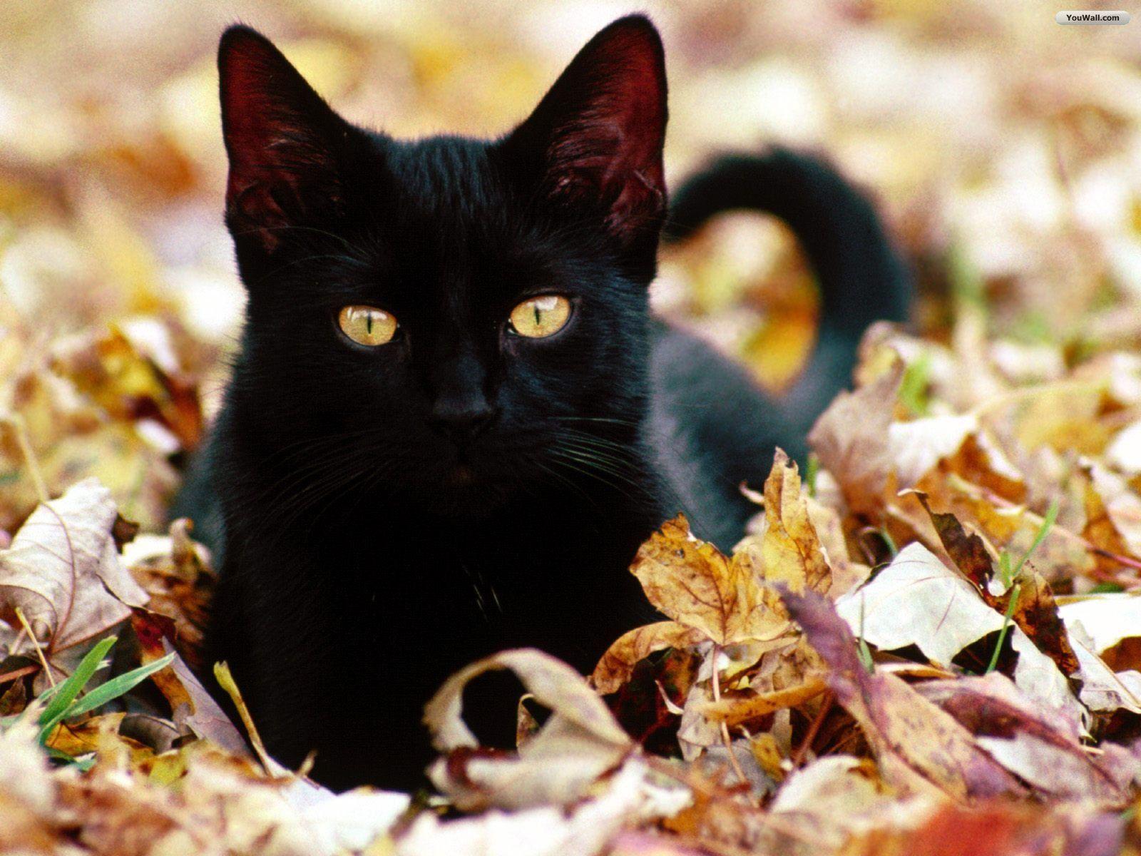 Black Cat Gaze Desktop, Animals Wallpaper, HD phone wallpaper