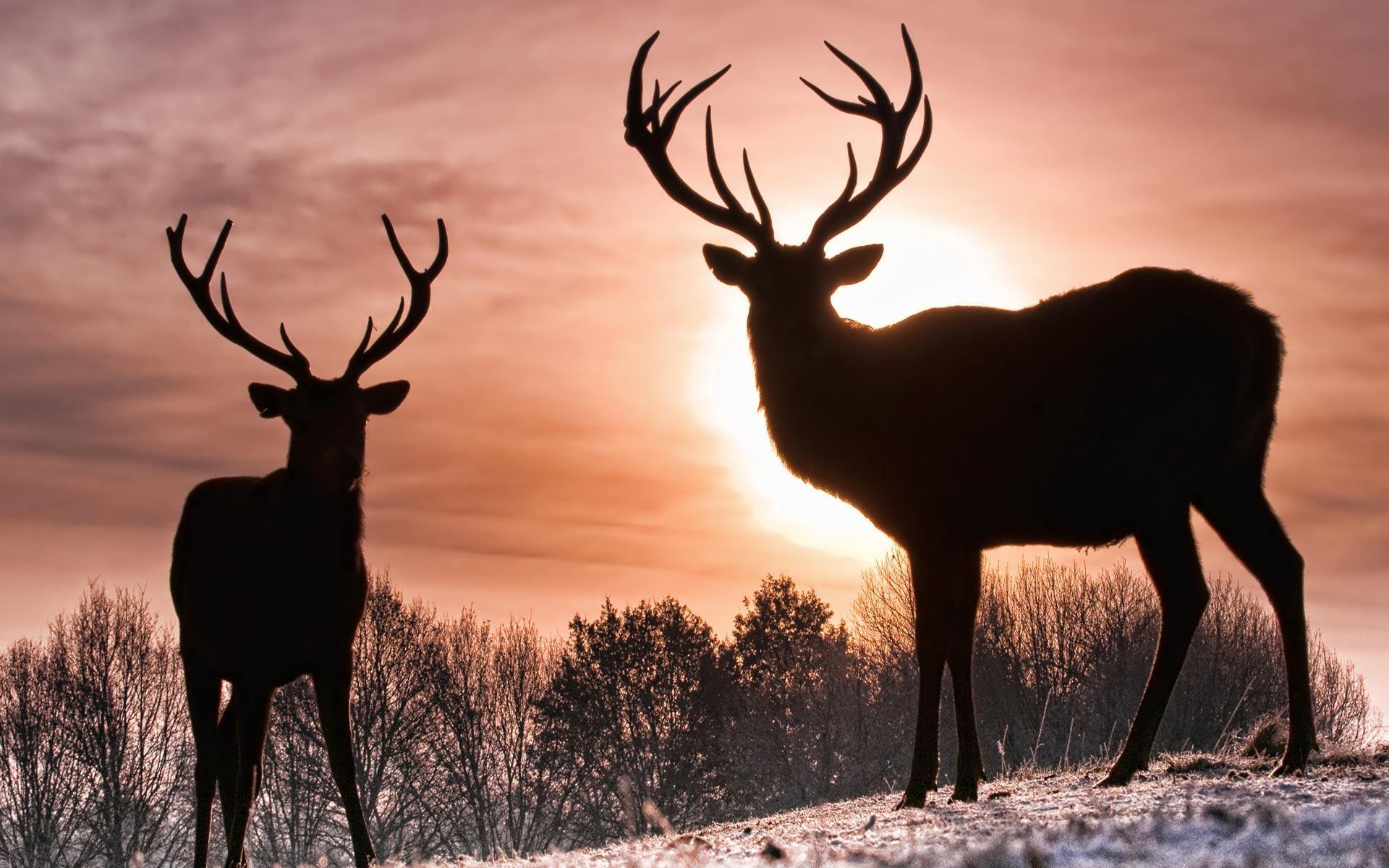Desktop Wallpaper · Gallery · Animals · Young deer buck. Free