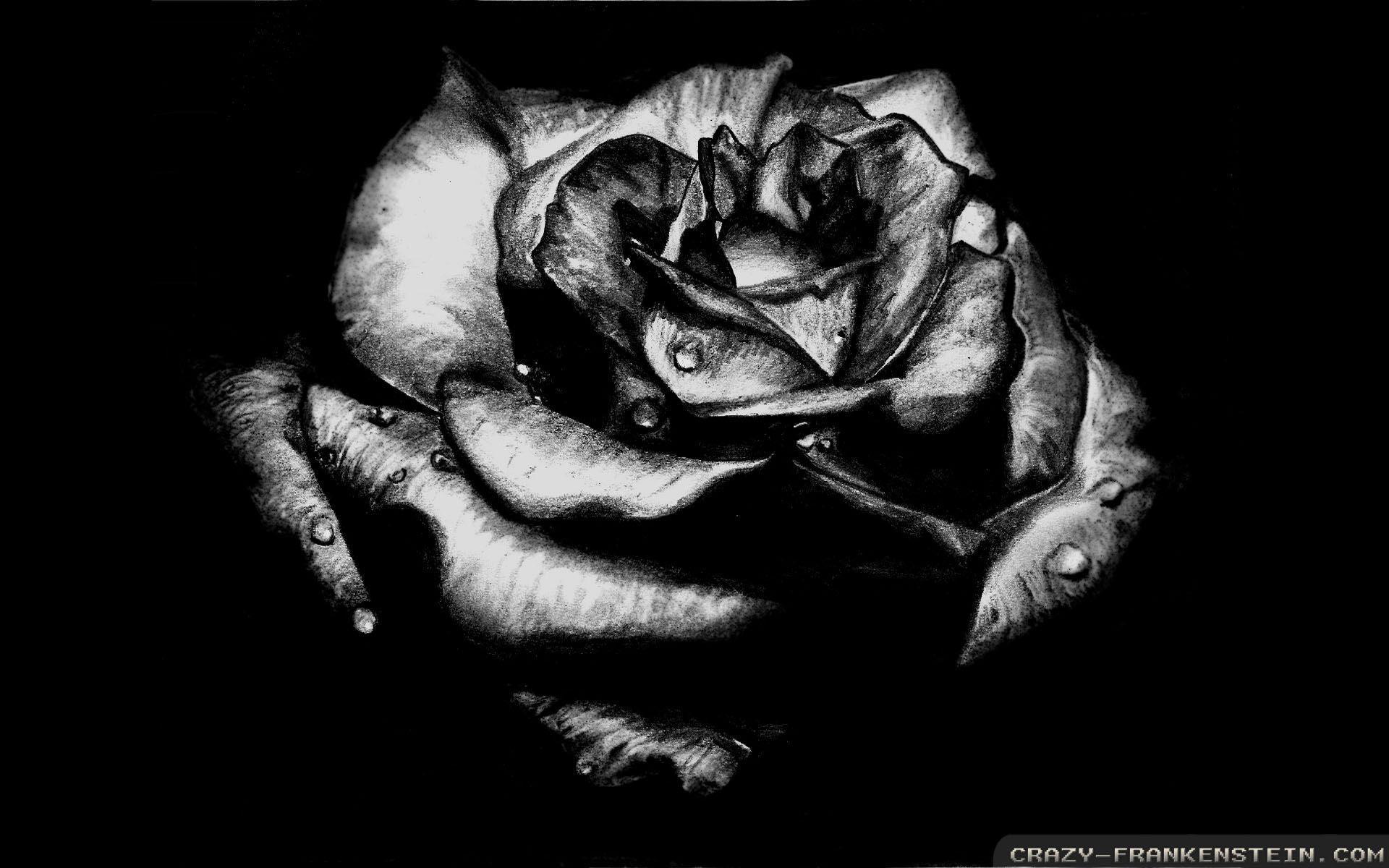 Black Rose Gothic Wallpaper 1920x1200 Gothic Wallpaper HD Free
