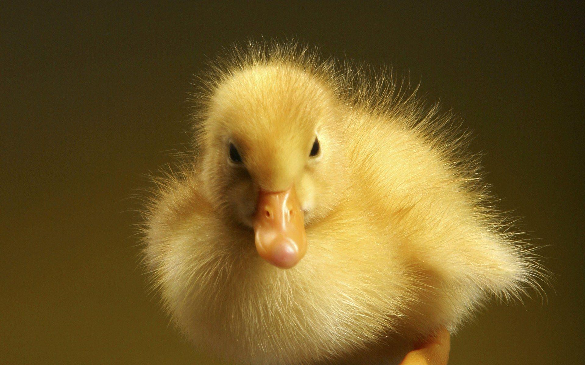 A yellow duckling Wallpapers