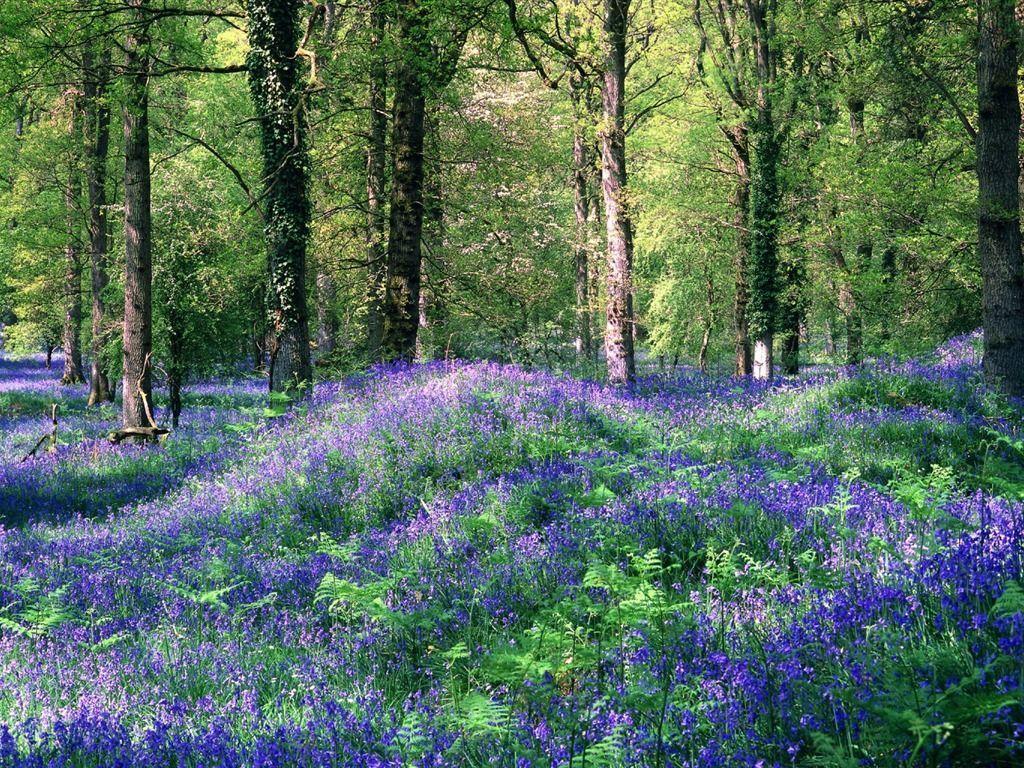 United Kingdom Royal Forest Dean Hyacinth Wallpaper