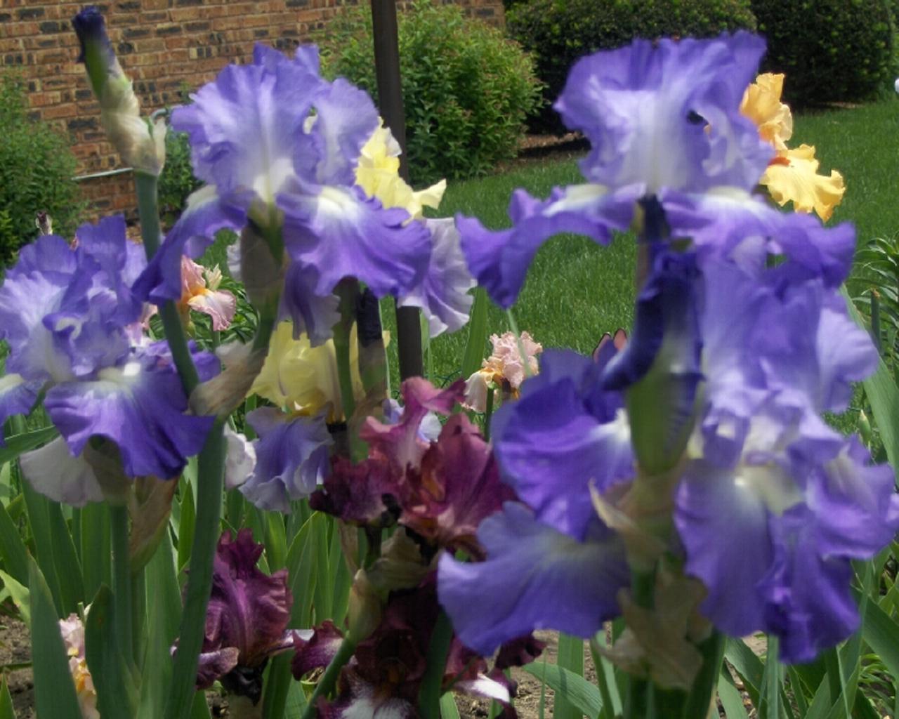 Alighthouse.com Iris Flower Flash Jigsaw Games Puzzle of the Month