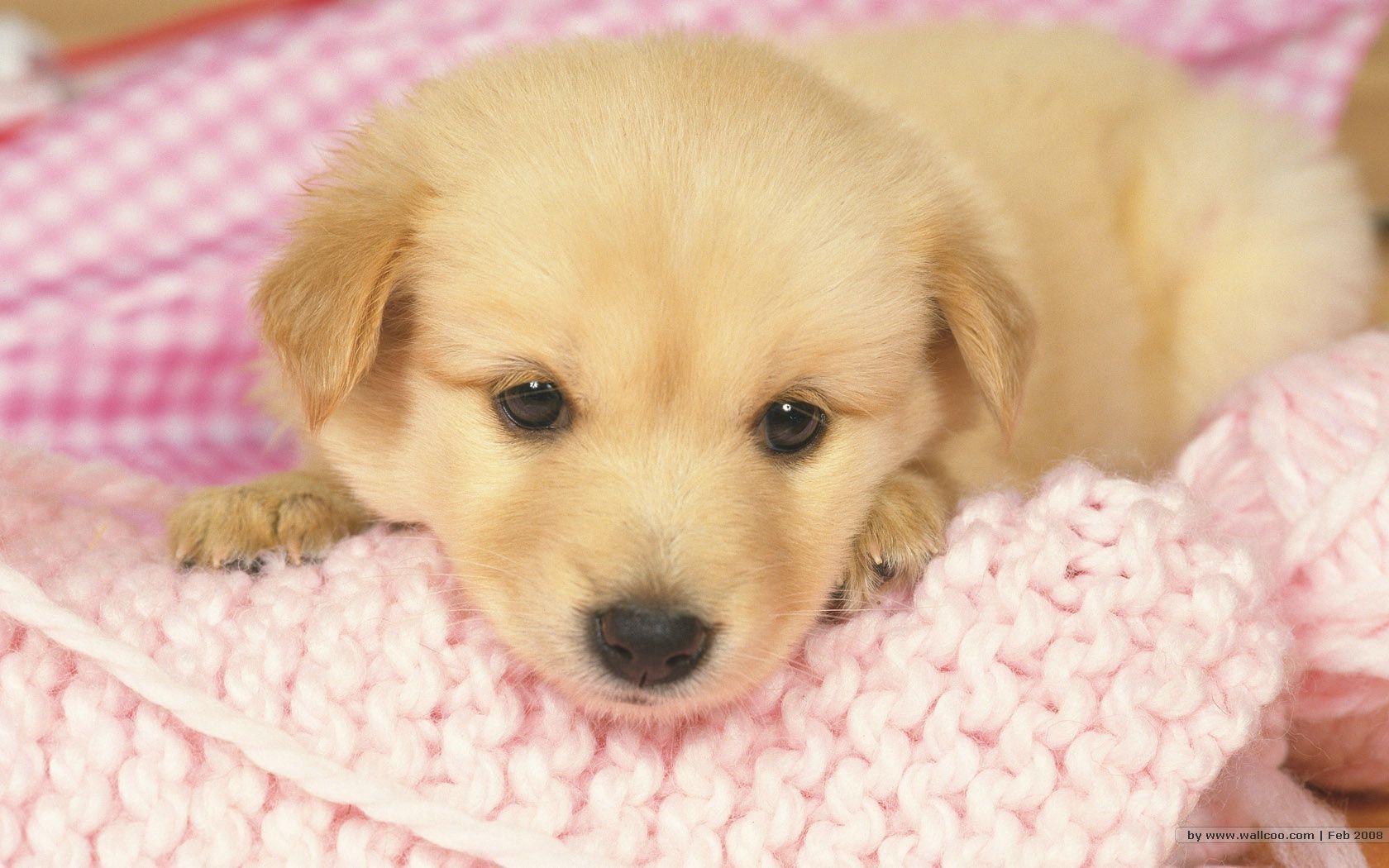 1680*1050 Lovely Puppy wallpaper / Lovely Puppies Photo