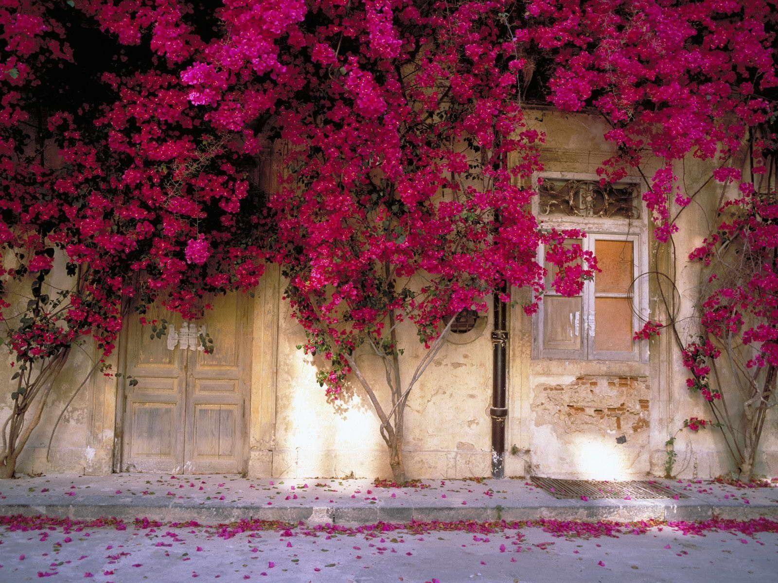 Pink Nature Image