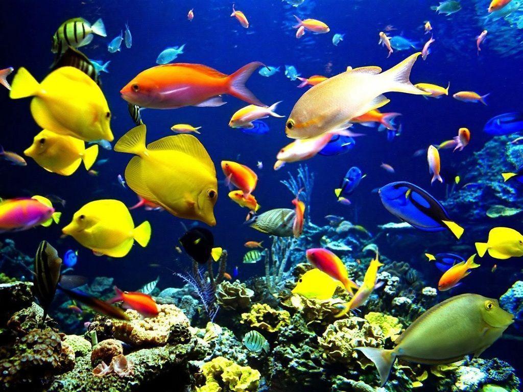 Cute Laptop Backgrounds Wallpaper Cave Cute Laptop Backgrounds Wallpaper Cave
