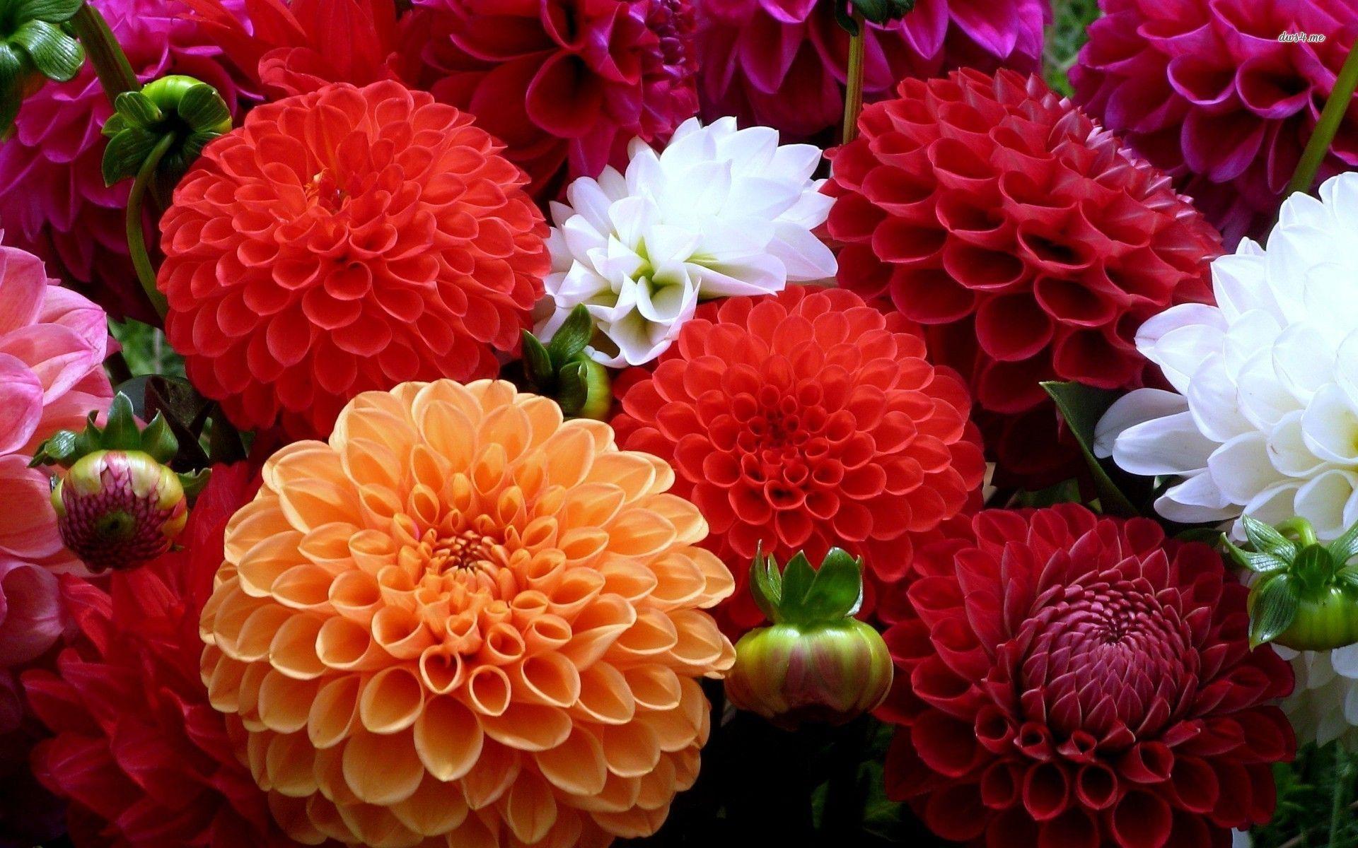 Dahlia Flowers HD Wallpaper Picture Wallpaper. Risewall