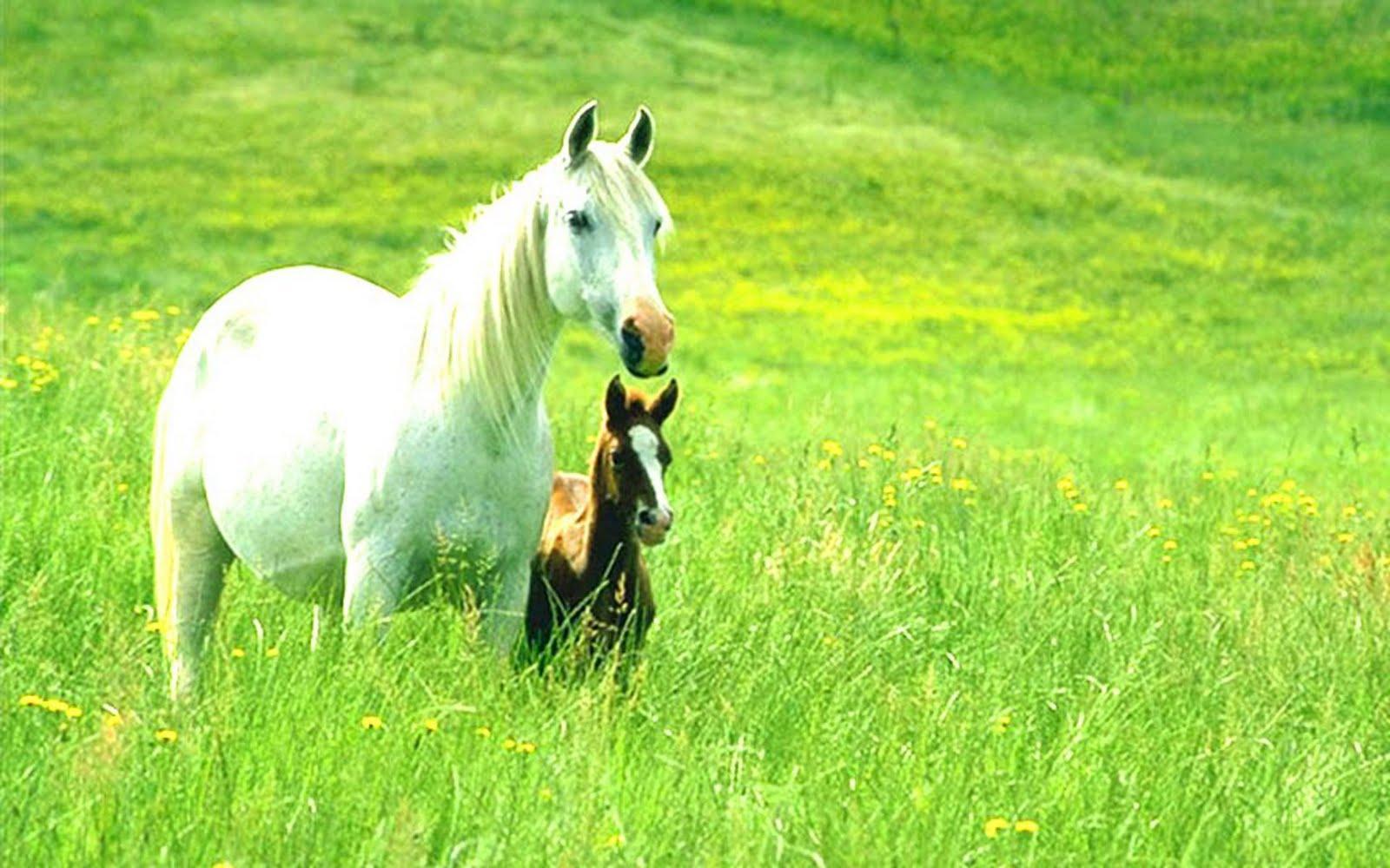 Animal Wallpaper. Free Wallpaper. Nature Wallpaper. Flower