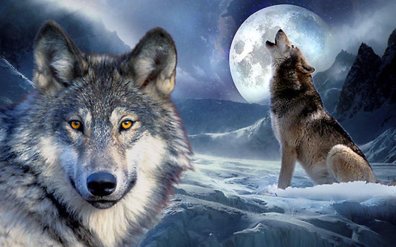 3D Wolf Wallpaper Apps on Google Play