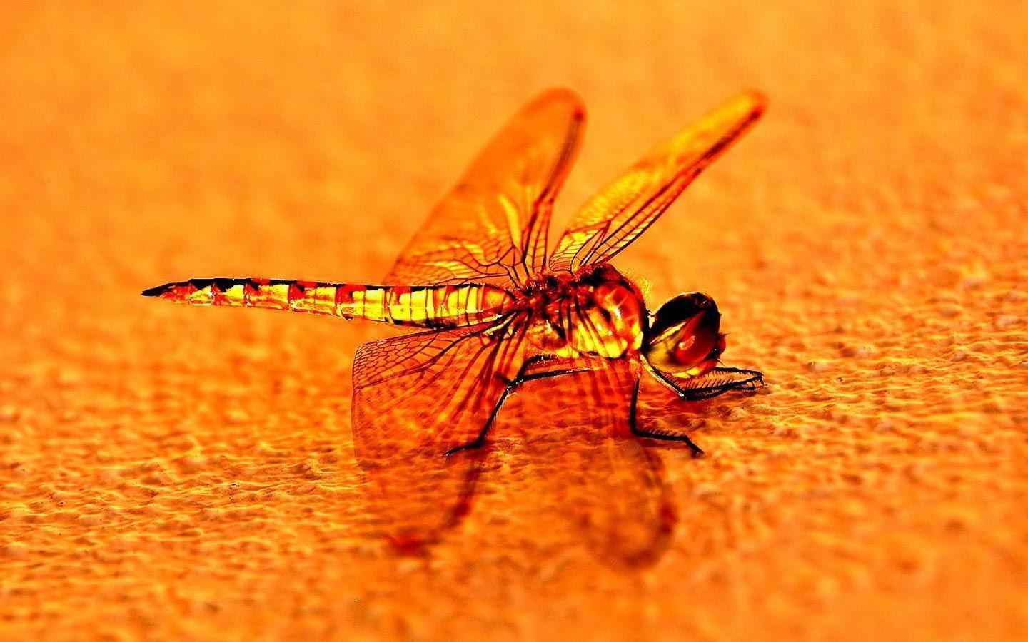 beautiful red dragonfly HD wallpaper, Picture, Photo and image