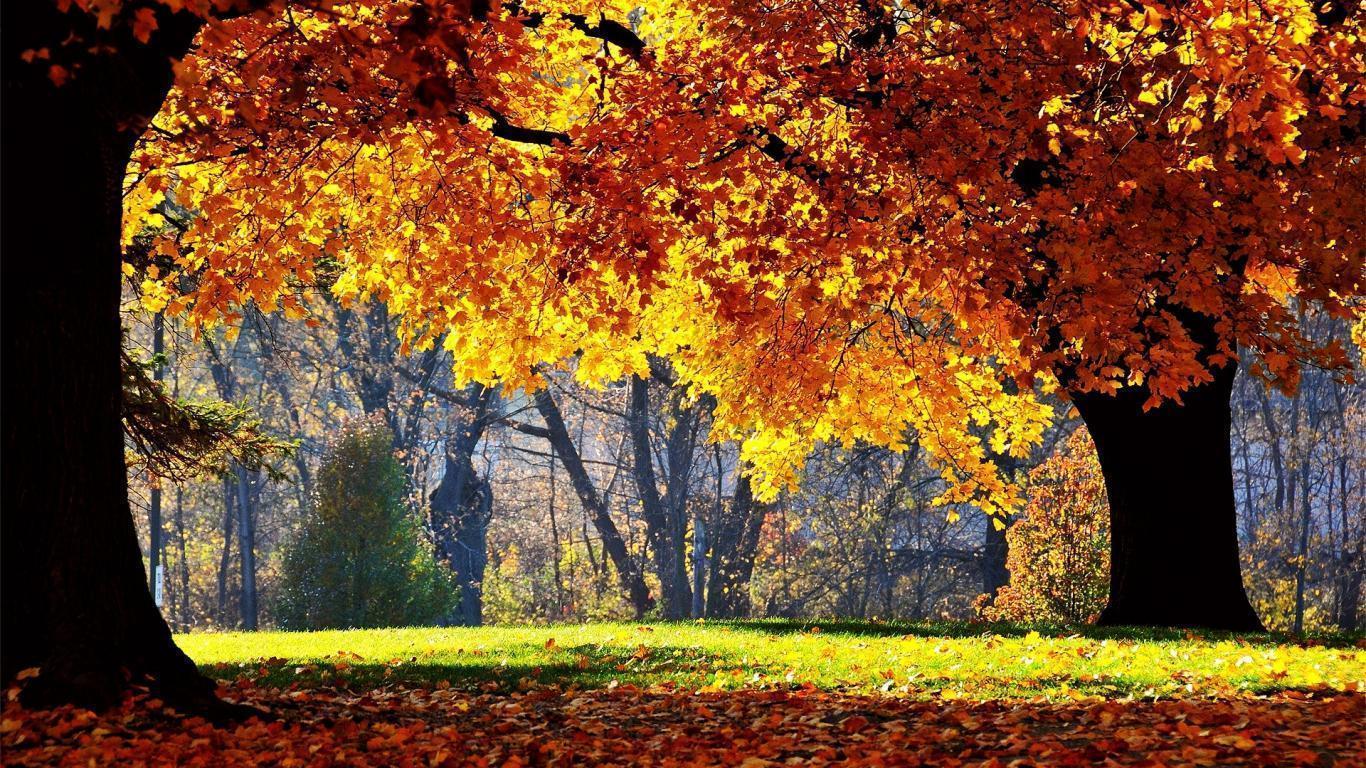 Wallpaper For > Autumn Trees Wallpaper HD