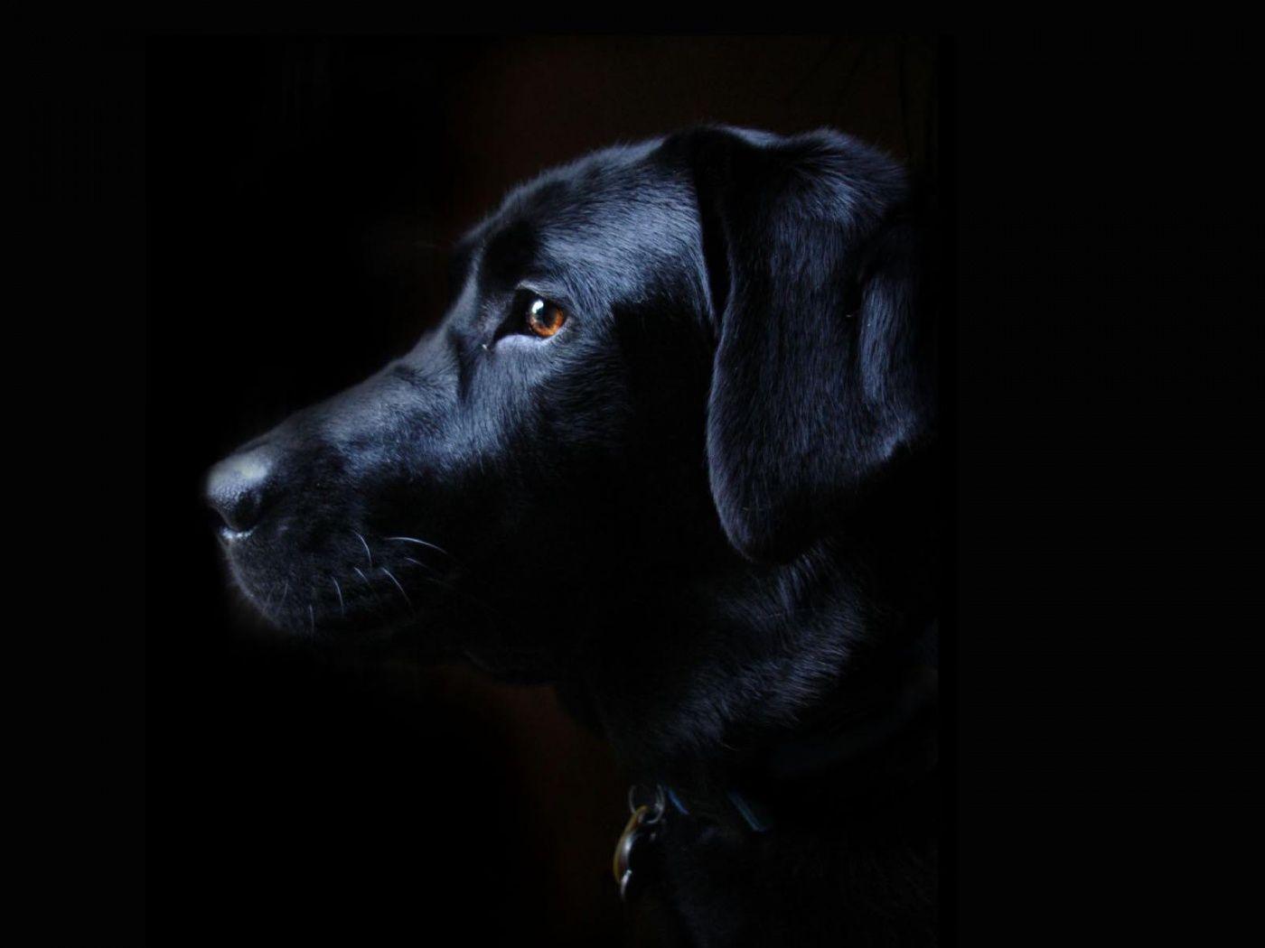 Black Lab Puppy Wallpapers - Wallpaper Cave