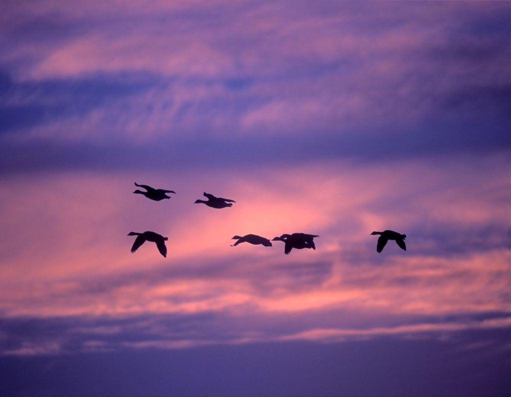 image For > Flying Geese Wallpaper