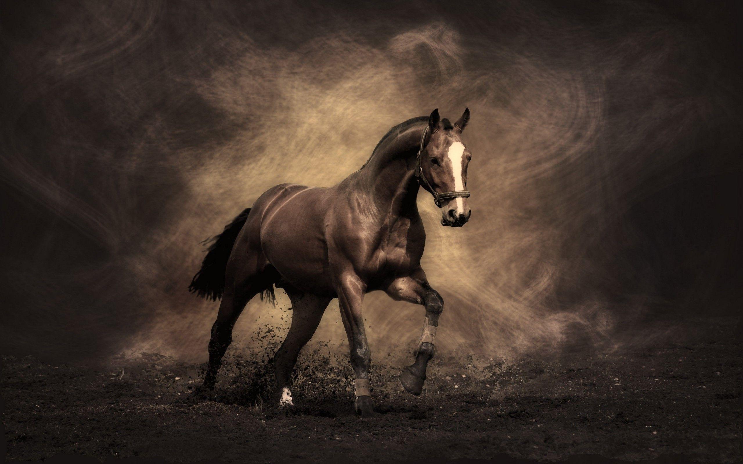 Equestrian Horses Wallpaper