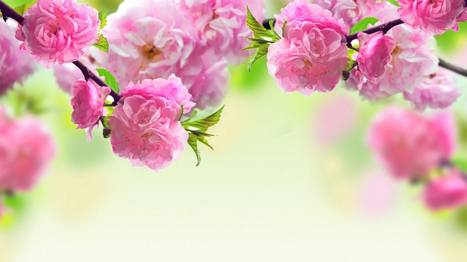 Spring Flowers Background HD Desk HD Wallpaper