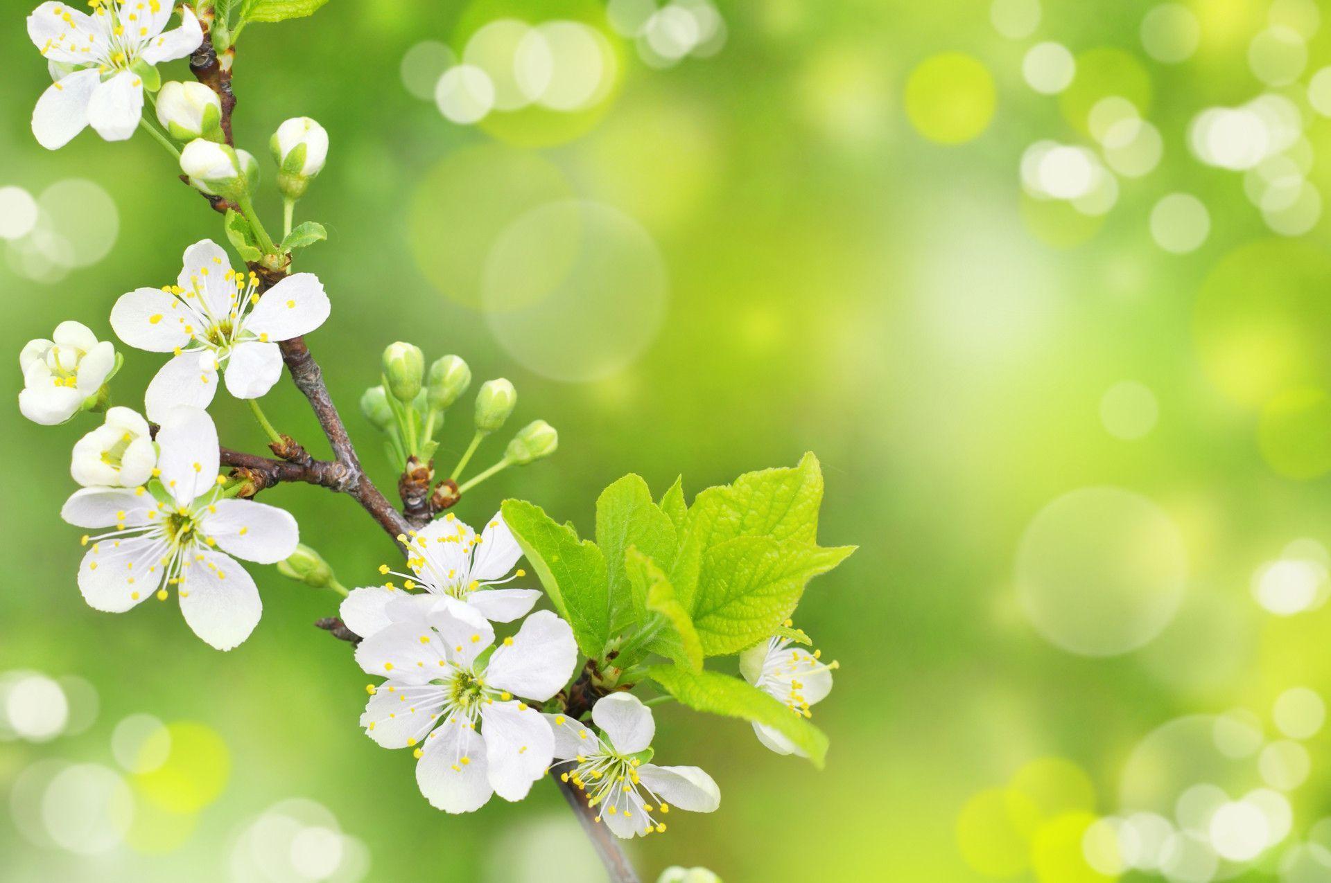 Free Spring Backgrounds Desktop Wallpaper Cave