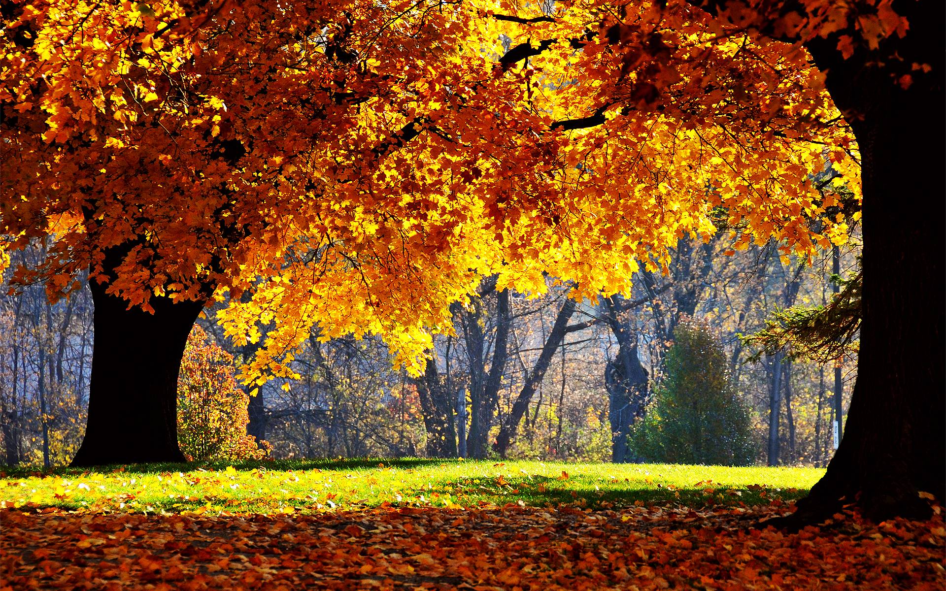 Free Autumn Desktop Wallpaper Backgrounds Wallpaper Cave