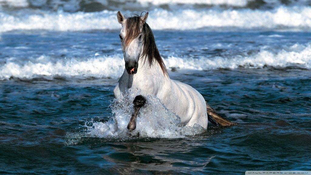 Great White Horse Running In Water Wallpaper. HD