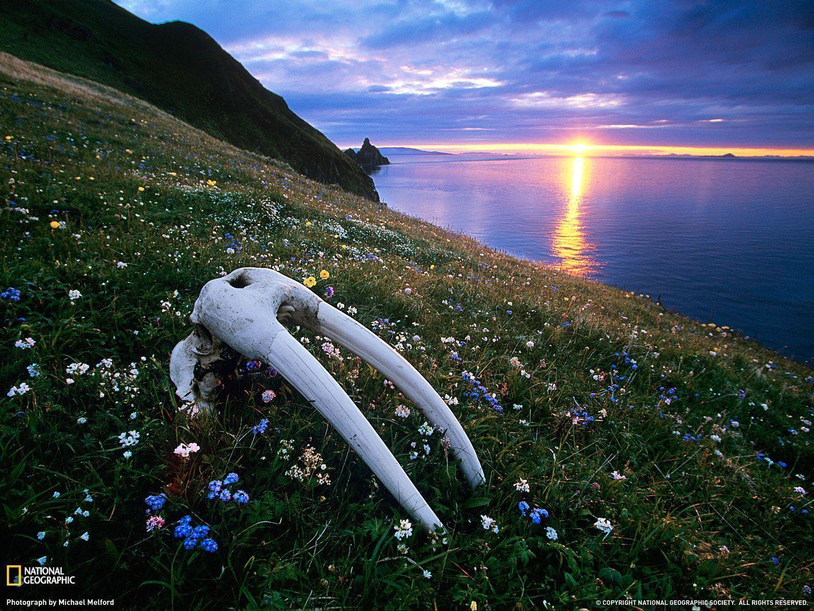 Walrus Skull, Bristol Bay