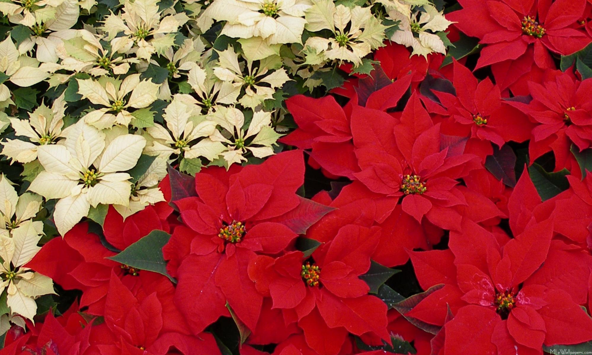 MLe and Red Poinsettias