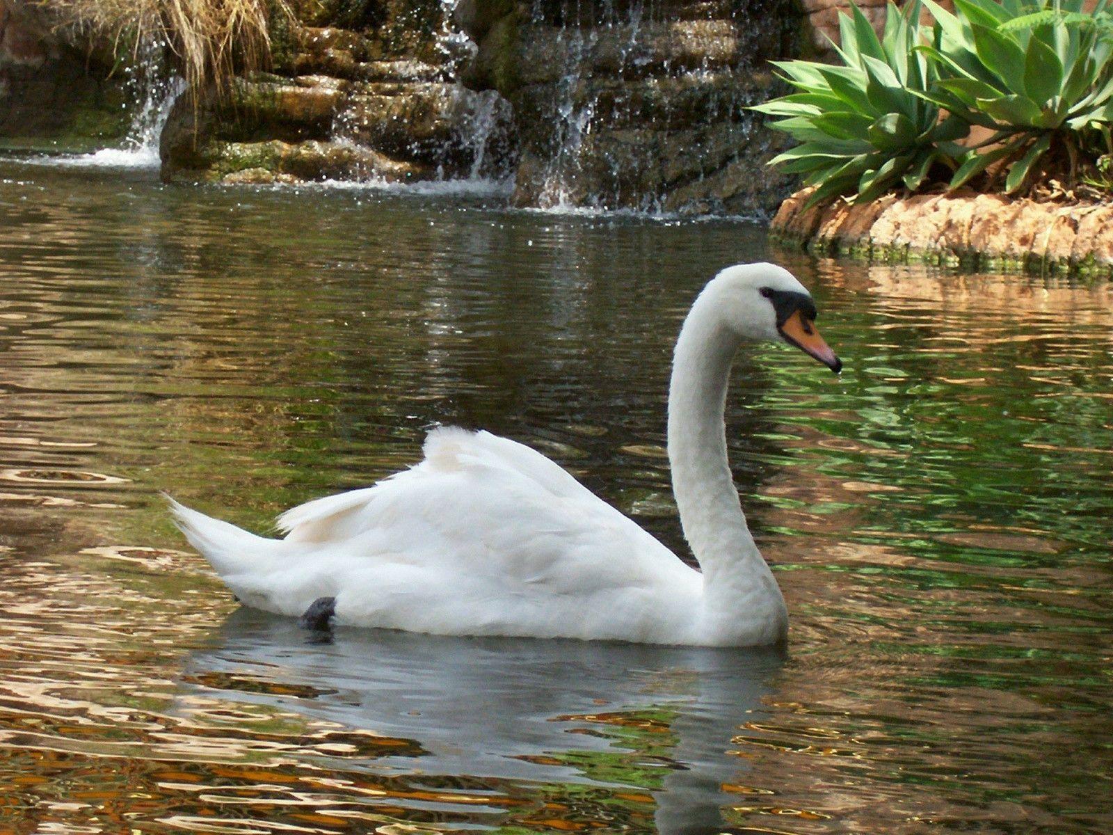 Swan in the lake wallpaper