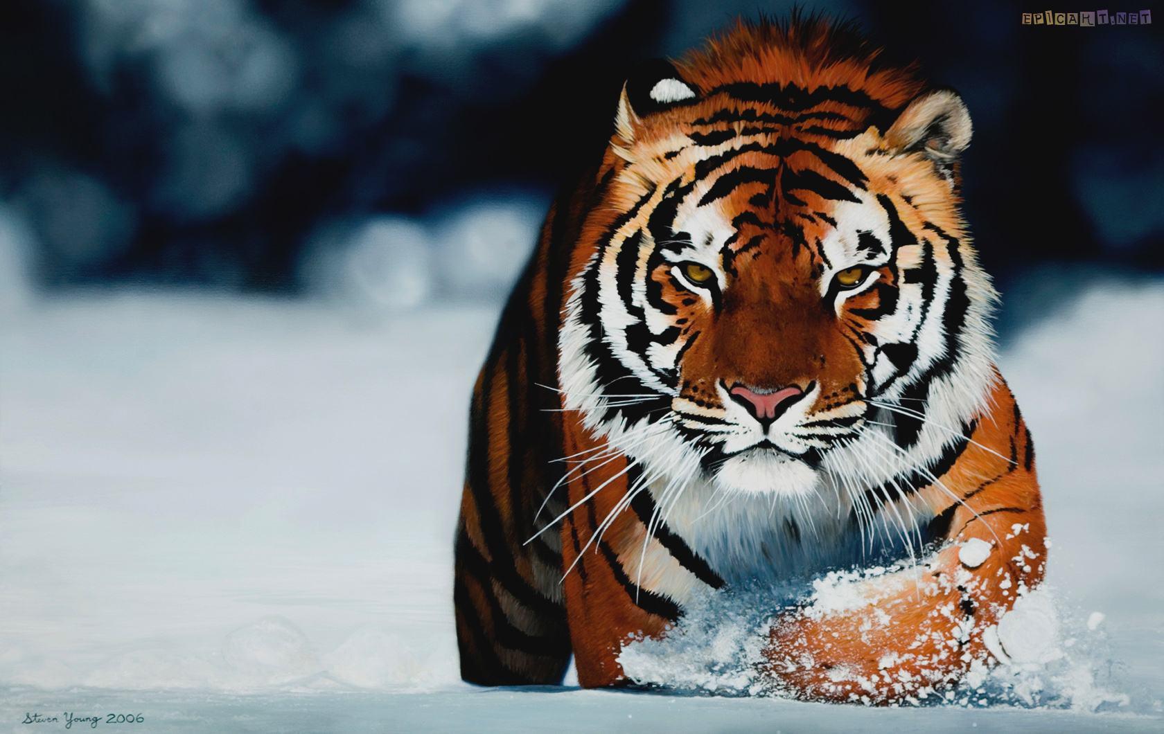 siberian tiger wallpaper HD Wallpaper & Background 1680x1060
