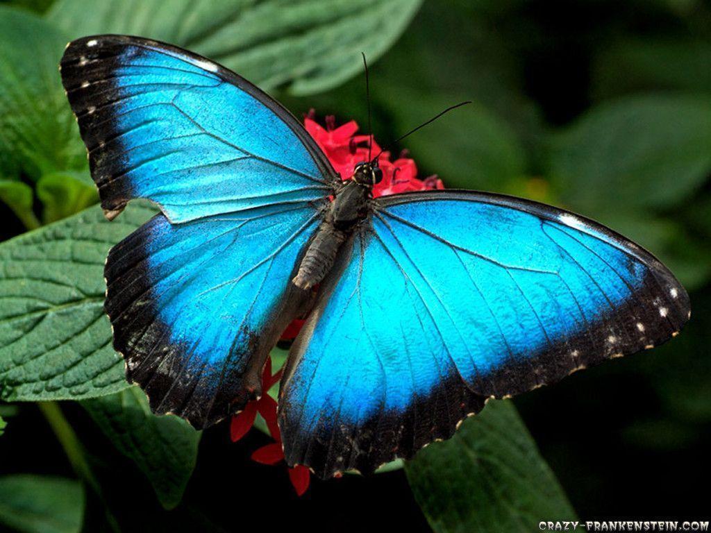 Black Blue Butterfly (3270). Animal Wallpaper Osteotx.com