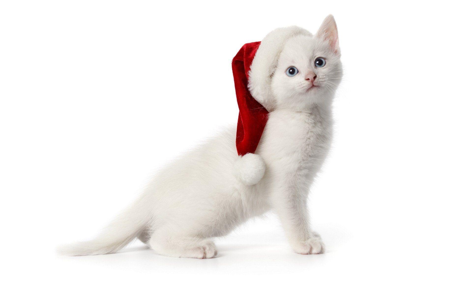 White Santa Cat Wallpaper