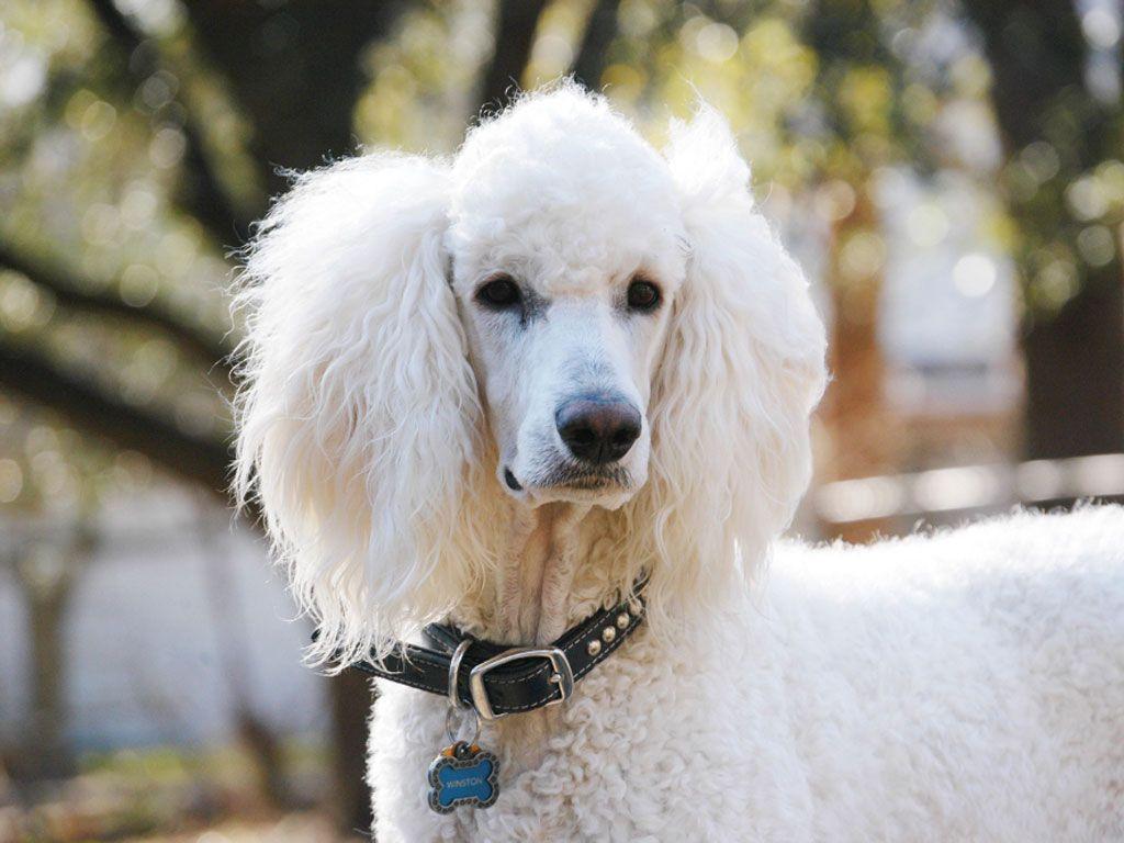 White poodle with long ears wallpaper