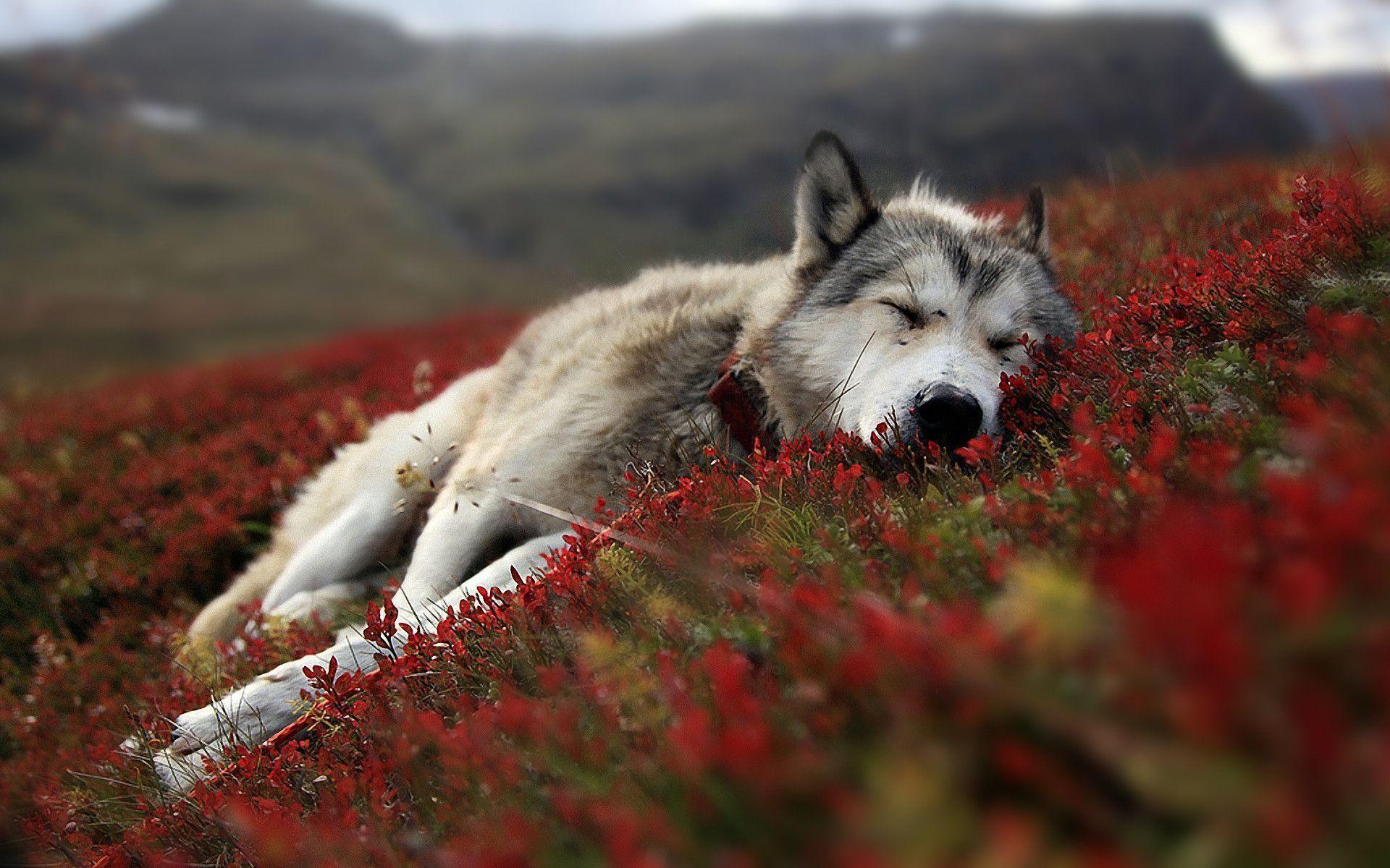 Free Wolf Nap Time Wallpaper, Free Wolf Nap Time HD Wallpaper