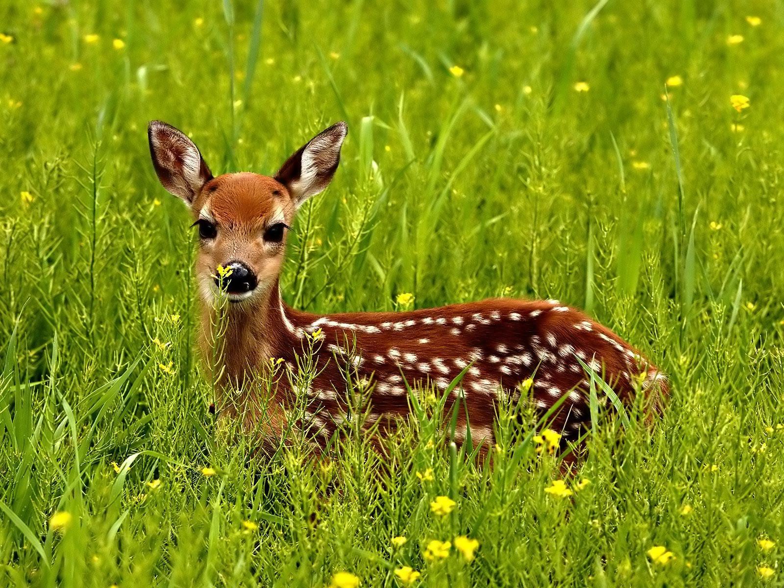 Deer HD Wallpaers. Deer Desktop Image and Picture