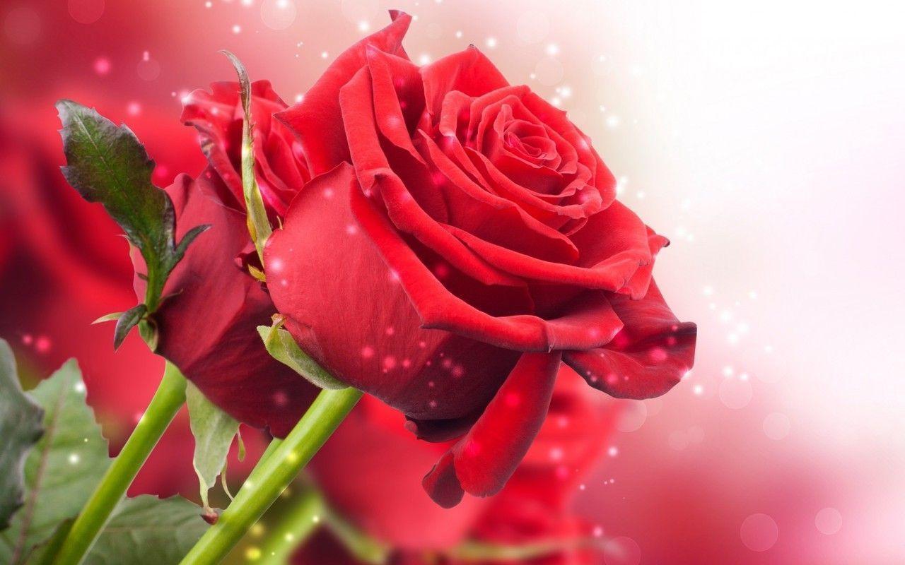 New Long Stem Red Roses Wallpaper Free Download Nature HD
