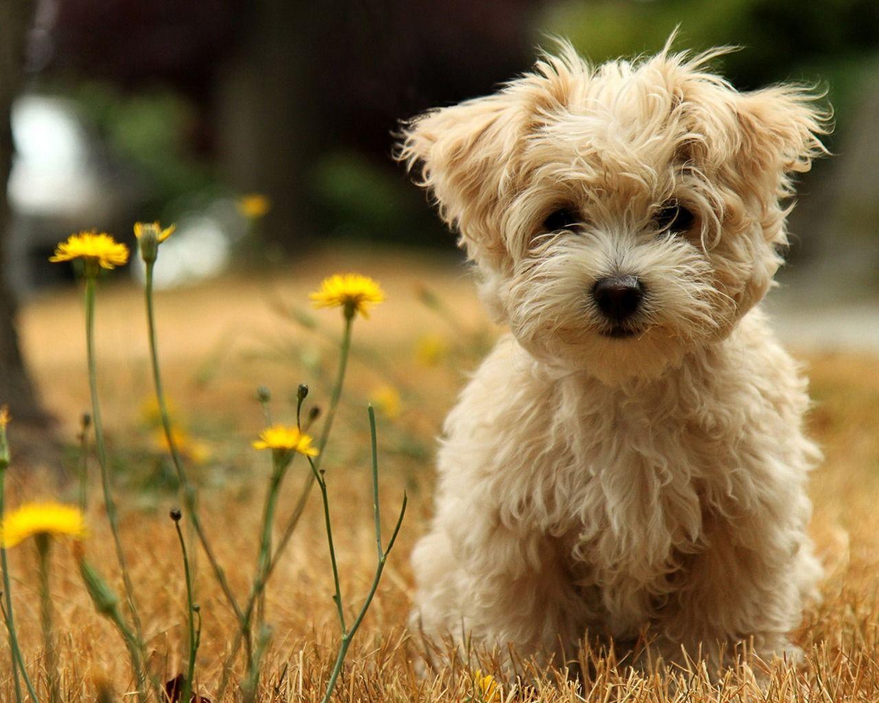 cute puppy desktop wallpapers