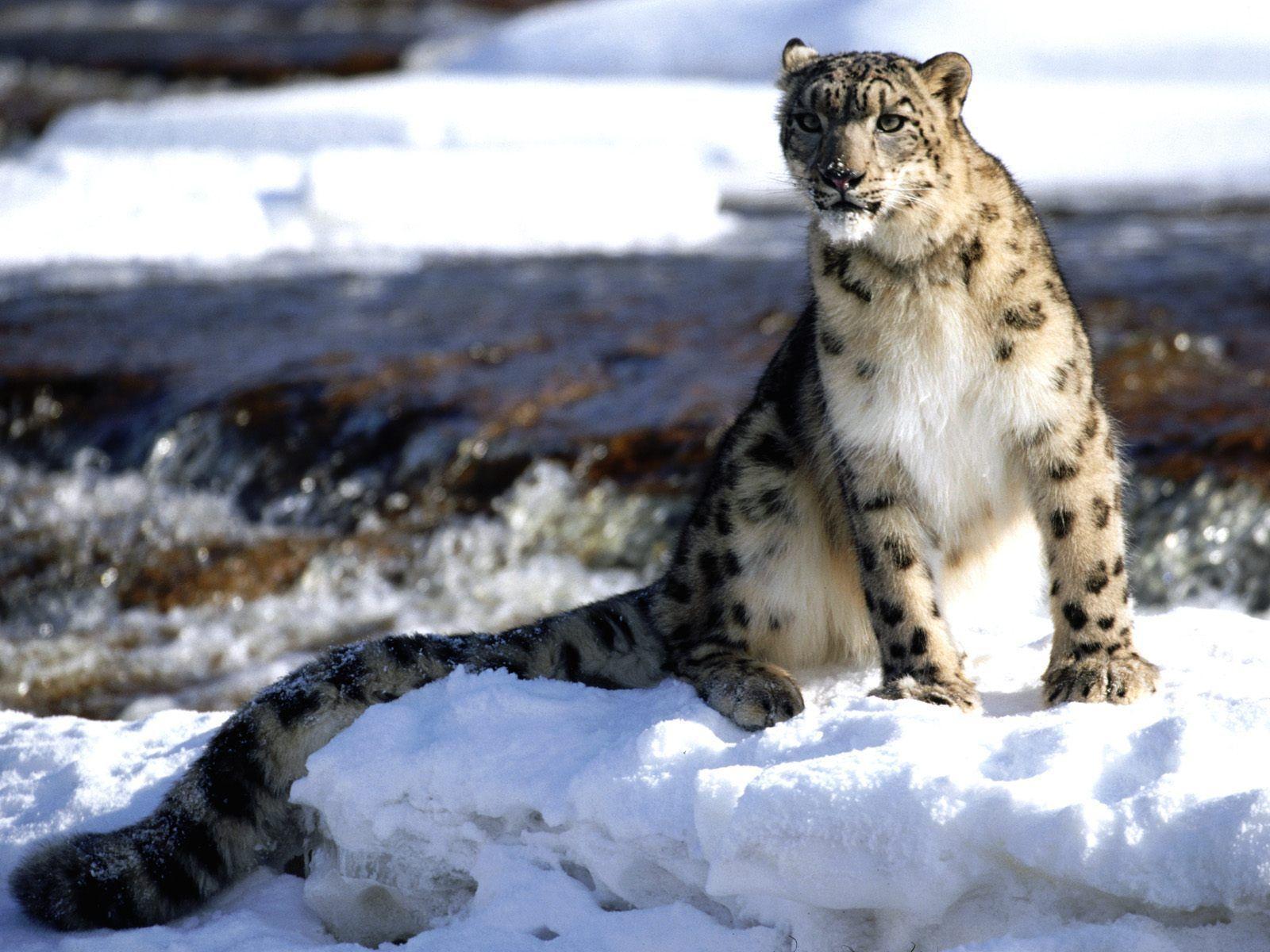 Snow Leopard HD Wallpaper. Snow Leopard Photo
