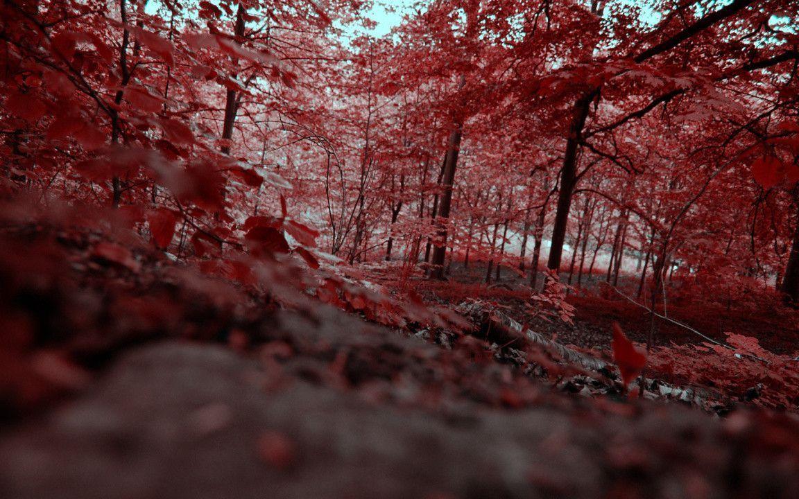 Red Forest desktop wallpaper