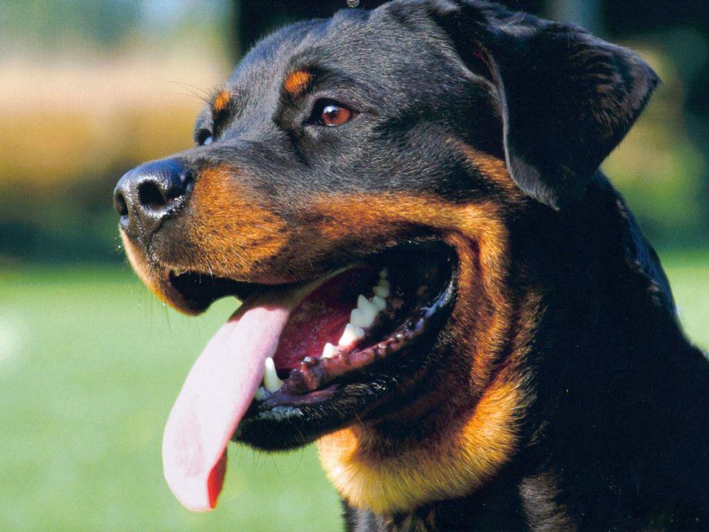 Free Happy Rottweiler Wallpaper Download The 1024x768PX