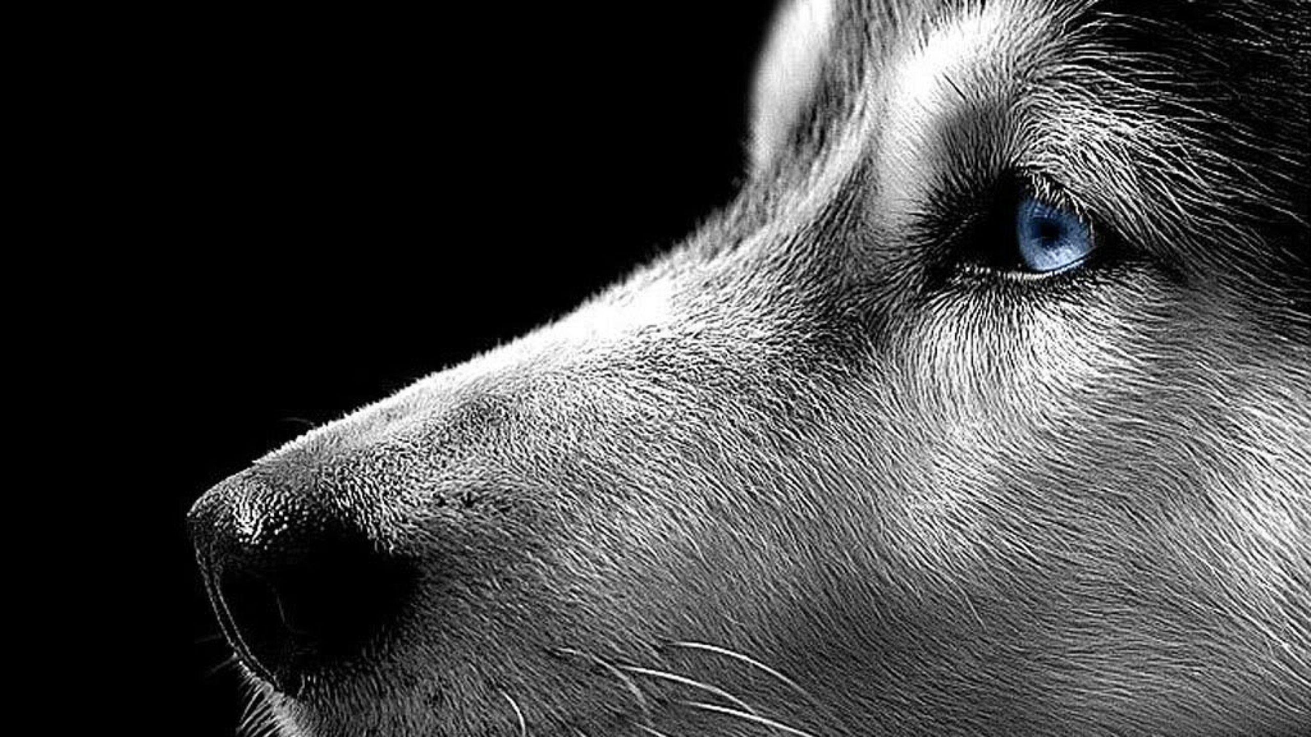 2560x1440 : Wallpapers Dog Pitbull Homepage Siberian Husky X