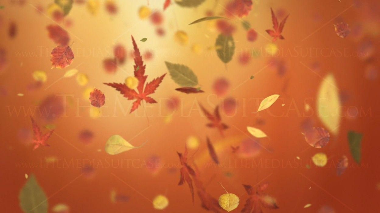 Autumn Leaves Background Video Loop